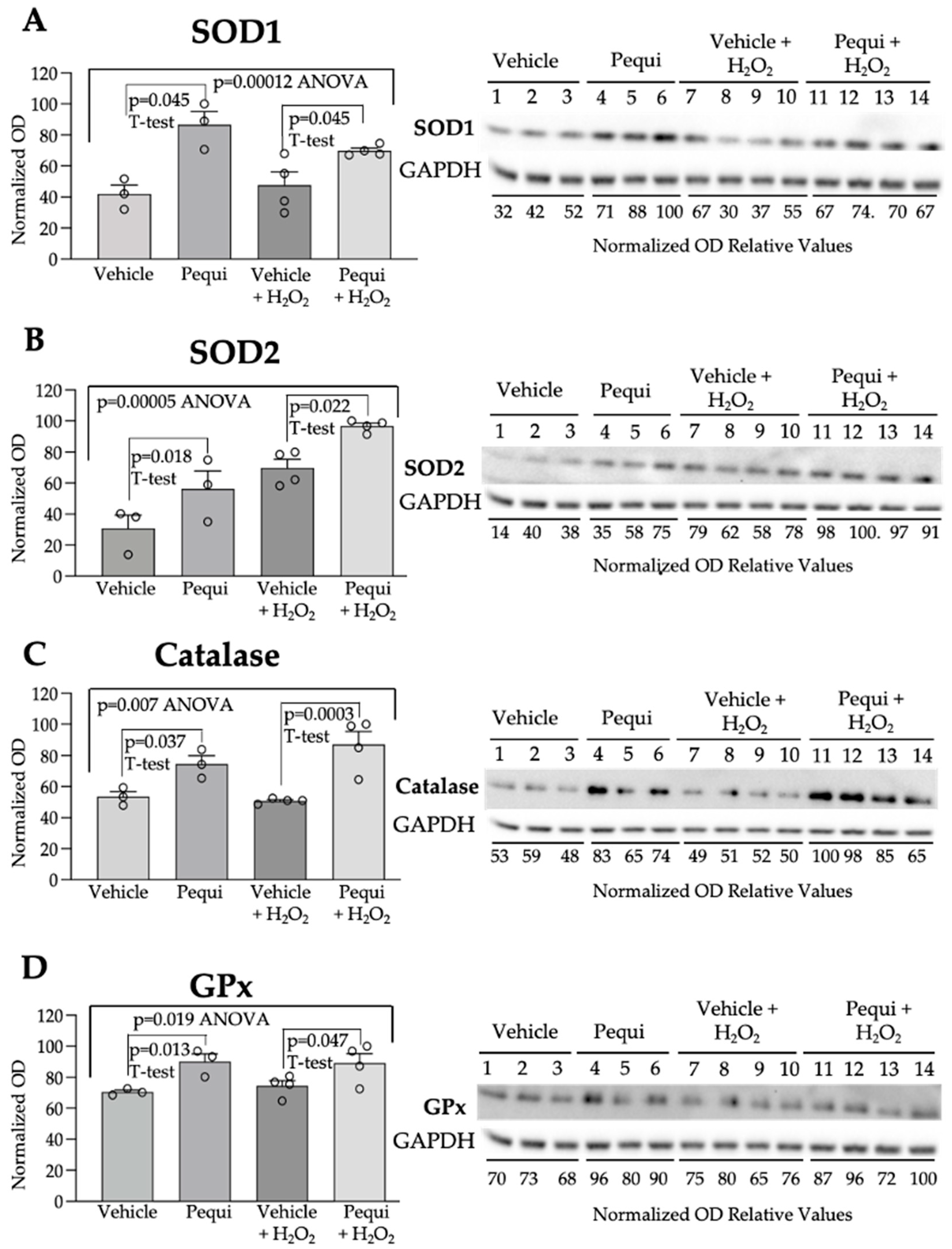 Antioxidants 14 01167 g005 Antioxidants 14 01167 g005