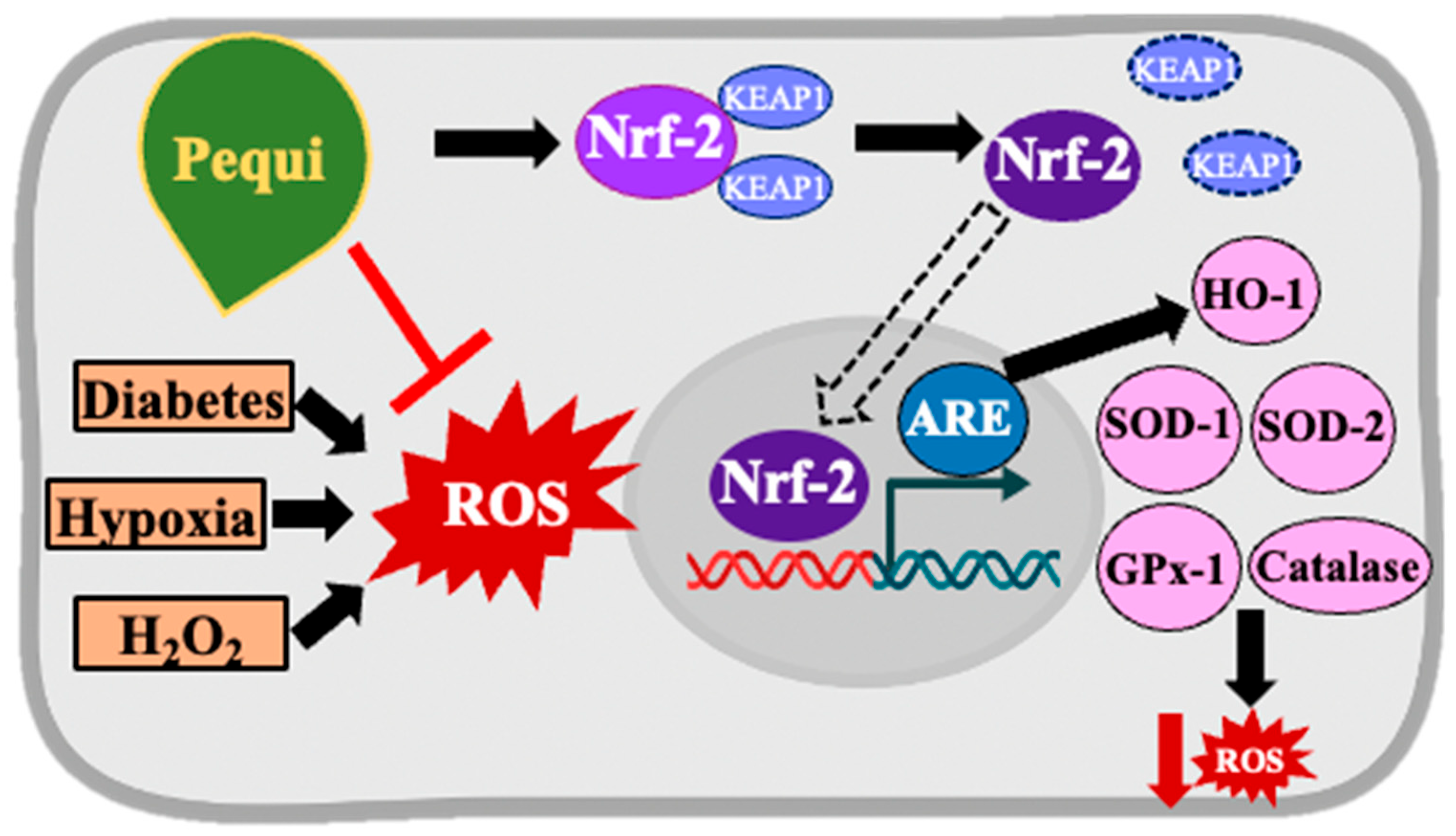 Antioxidants 14 01167 g006 Antioxidants 14 01167 g006