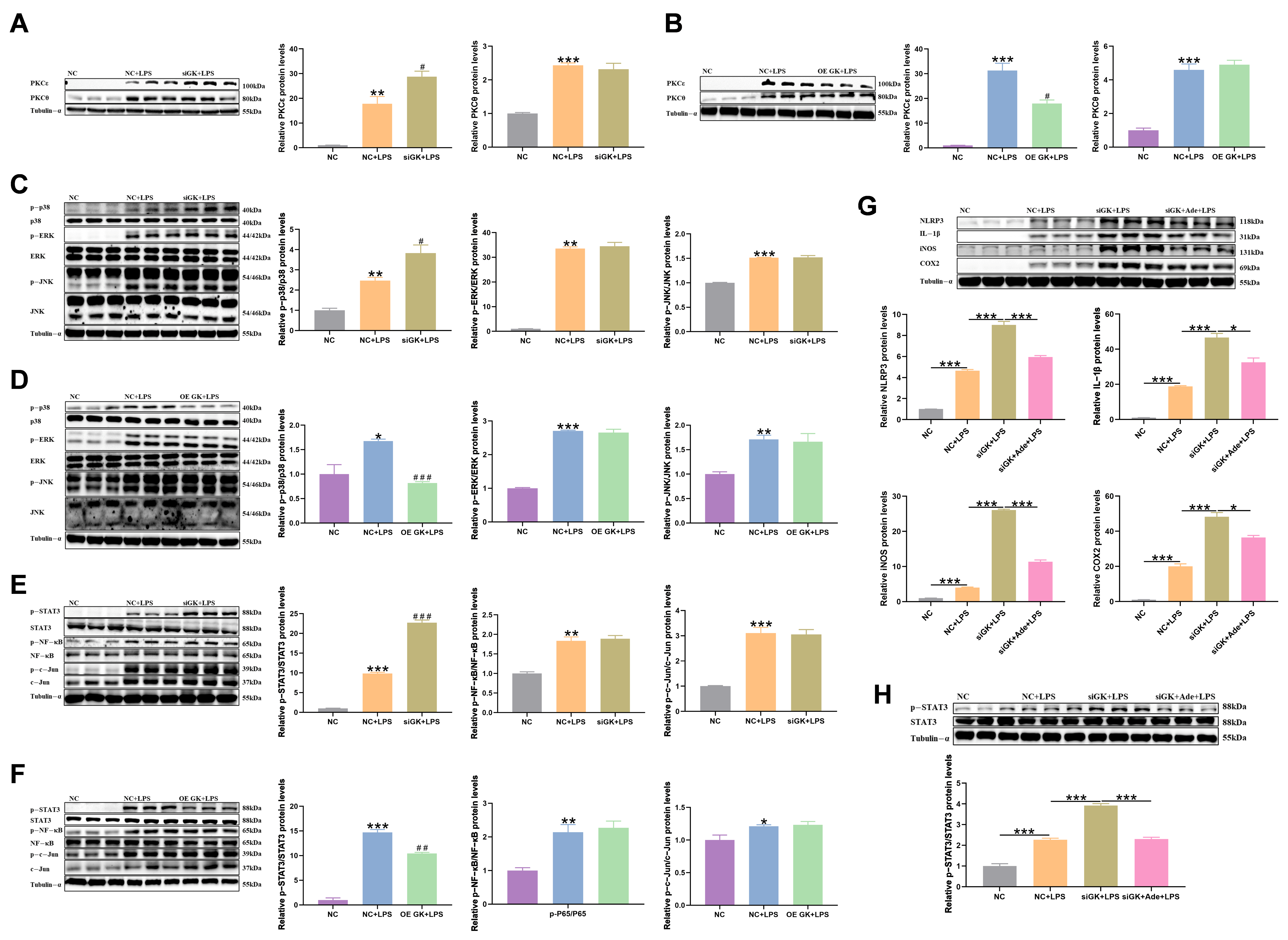 Antioxidants 14 01174 g006 Antioxidants 14 01174 g006
