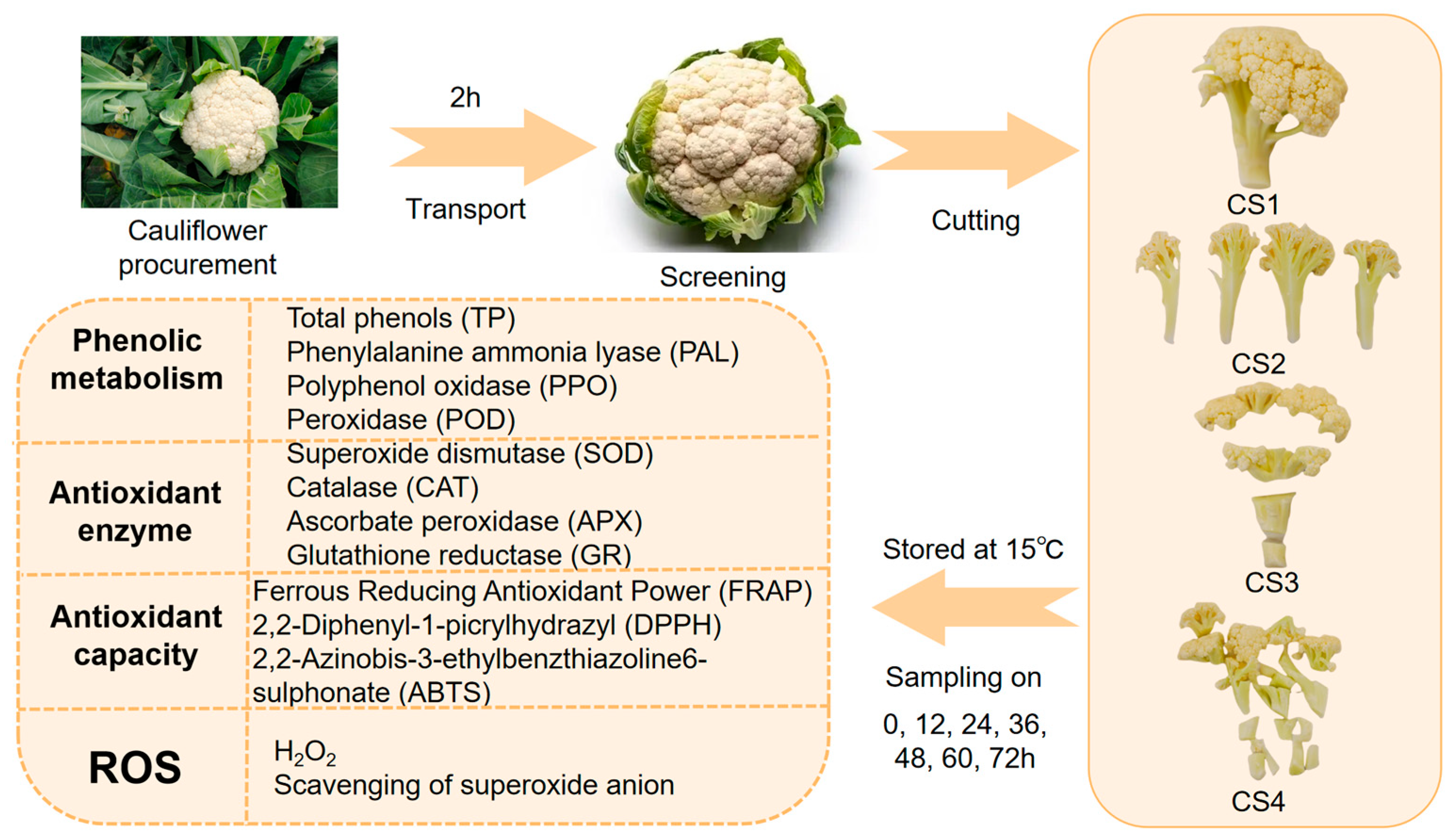 Antioxidants 14 01188 g002 Antioxidants 14 01188 g002
