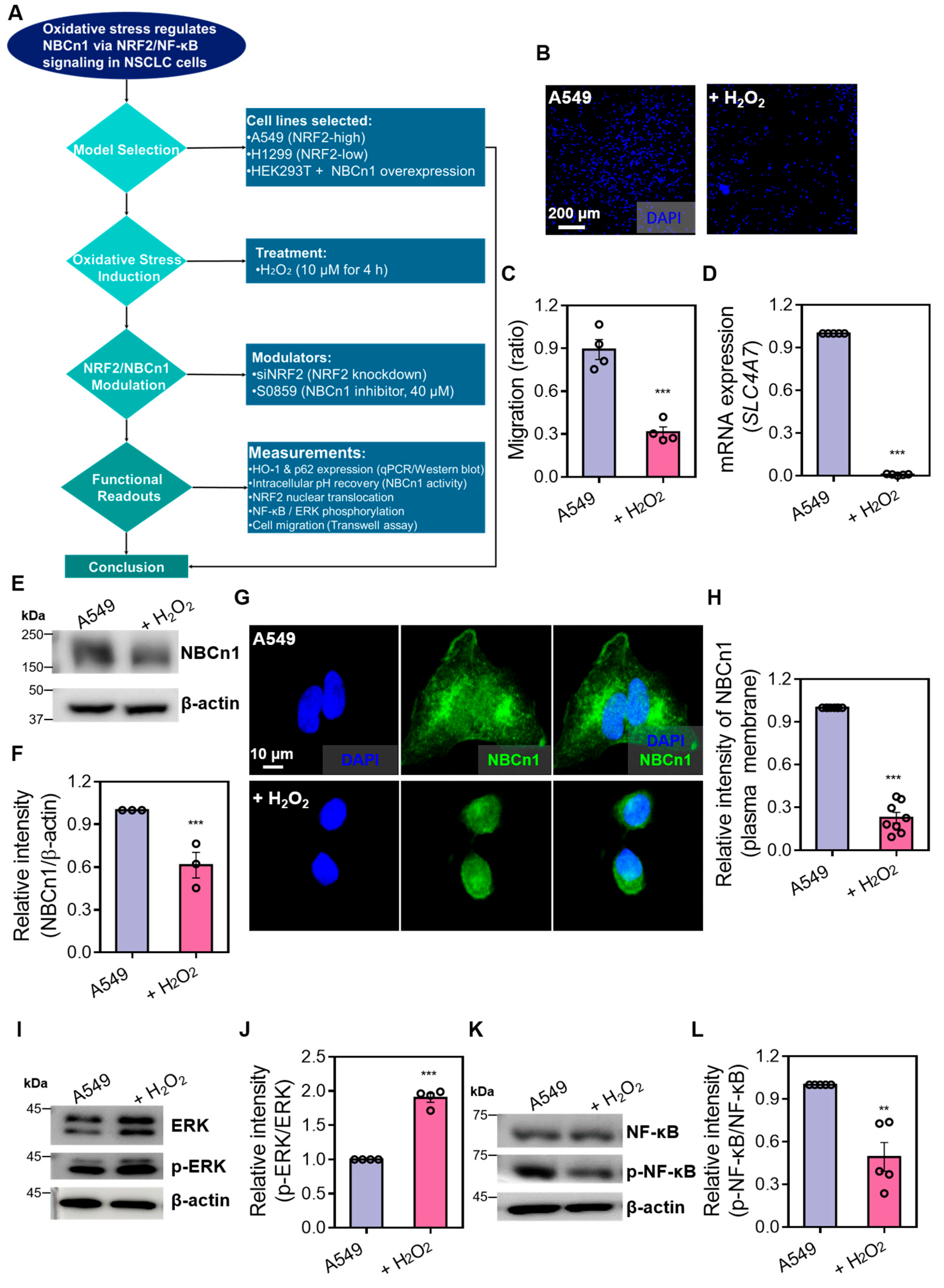 Antioxidants 14 01191 g001 Antioxidants 14 01191 g001