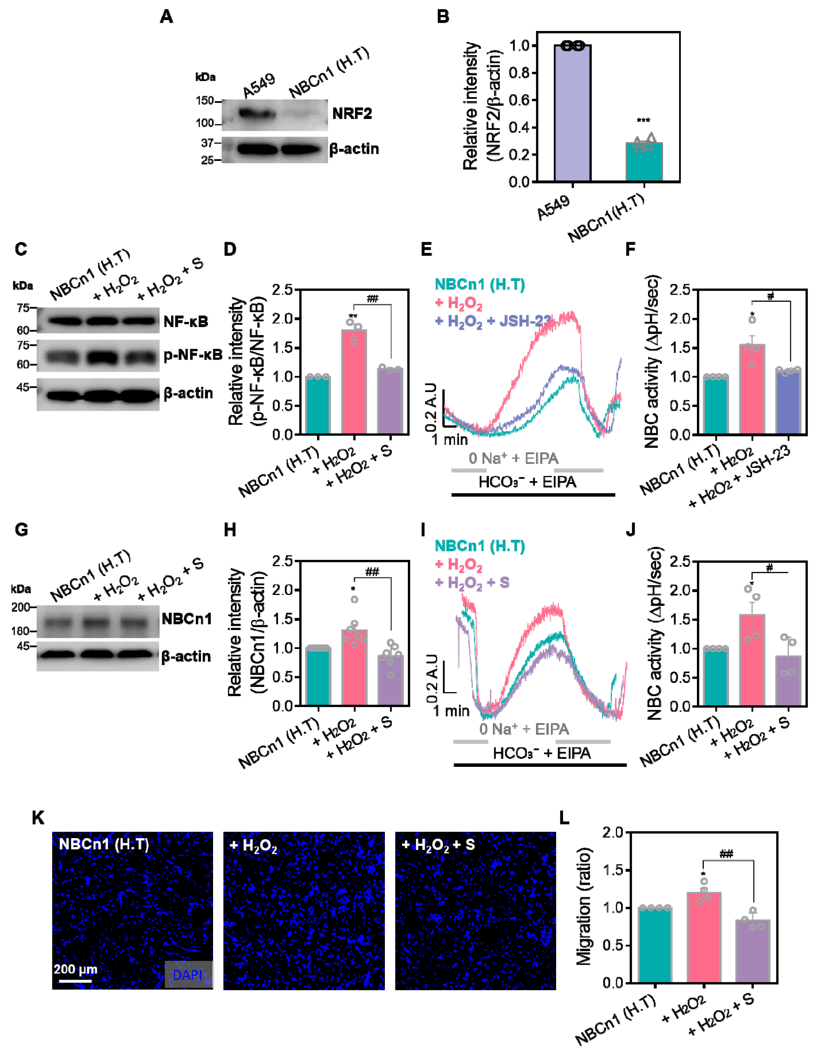 Antioxidants 14 01191 g002 Antioxidants 14 01191 g002