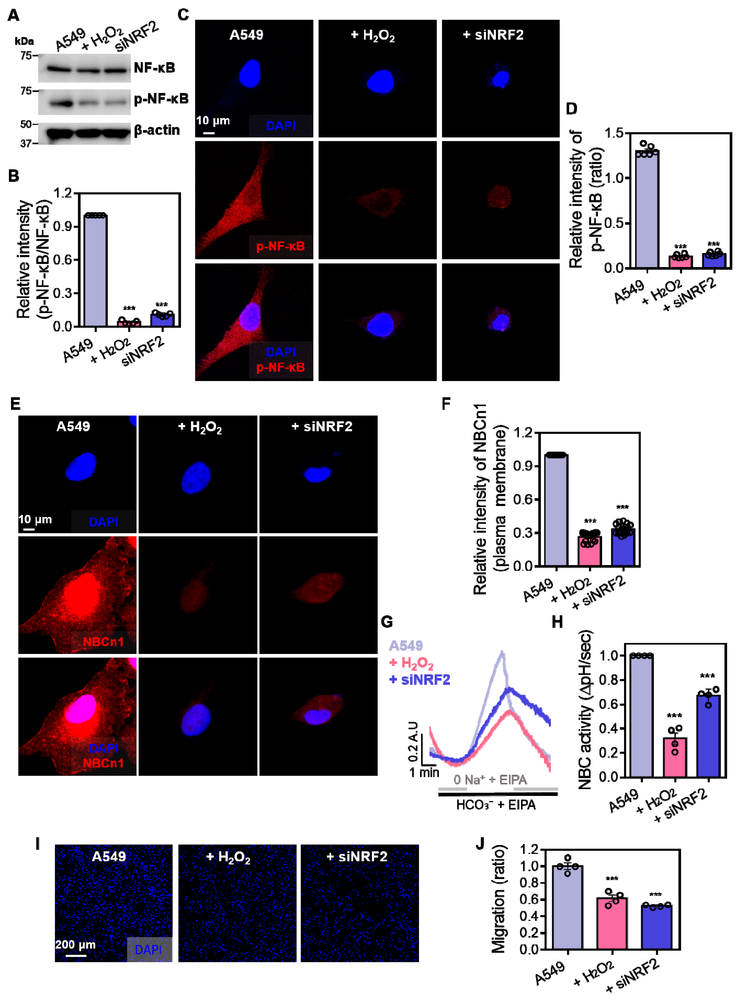 Antioxidants 14 01191 g004 Antioxidants 14 01191 g004