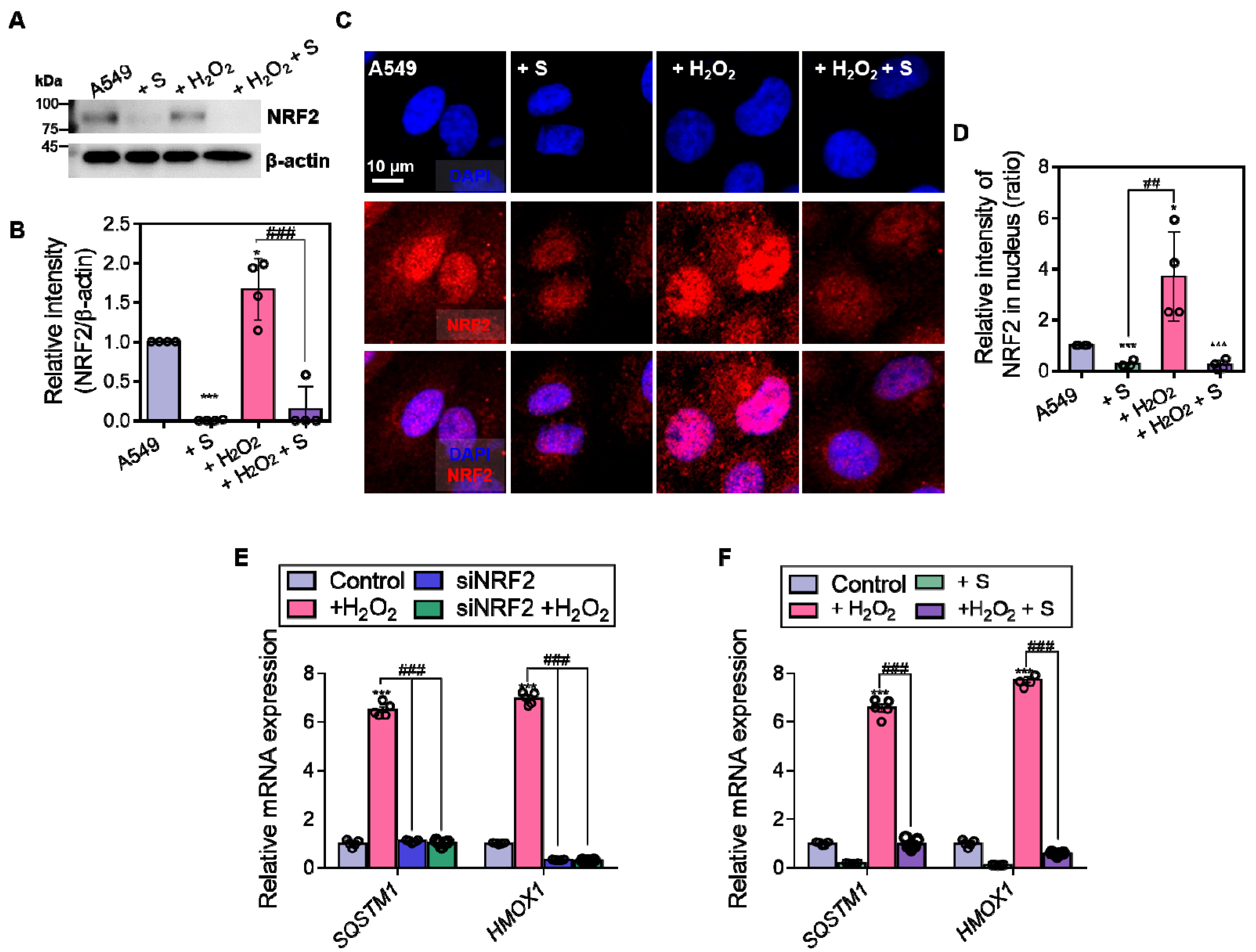 Antioxidants 14 01191 g006 Antioxidants 14 01191 g006