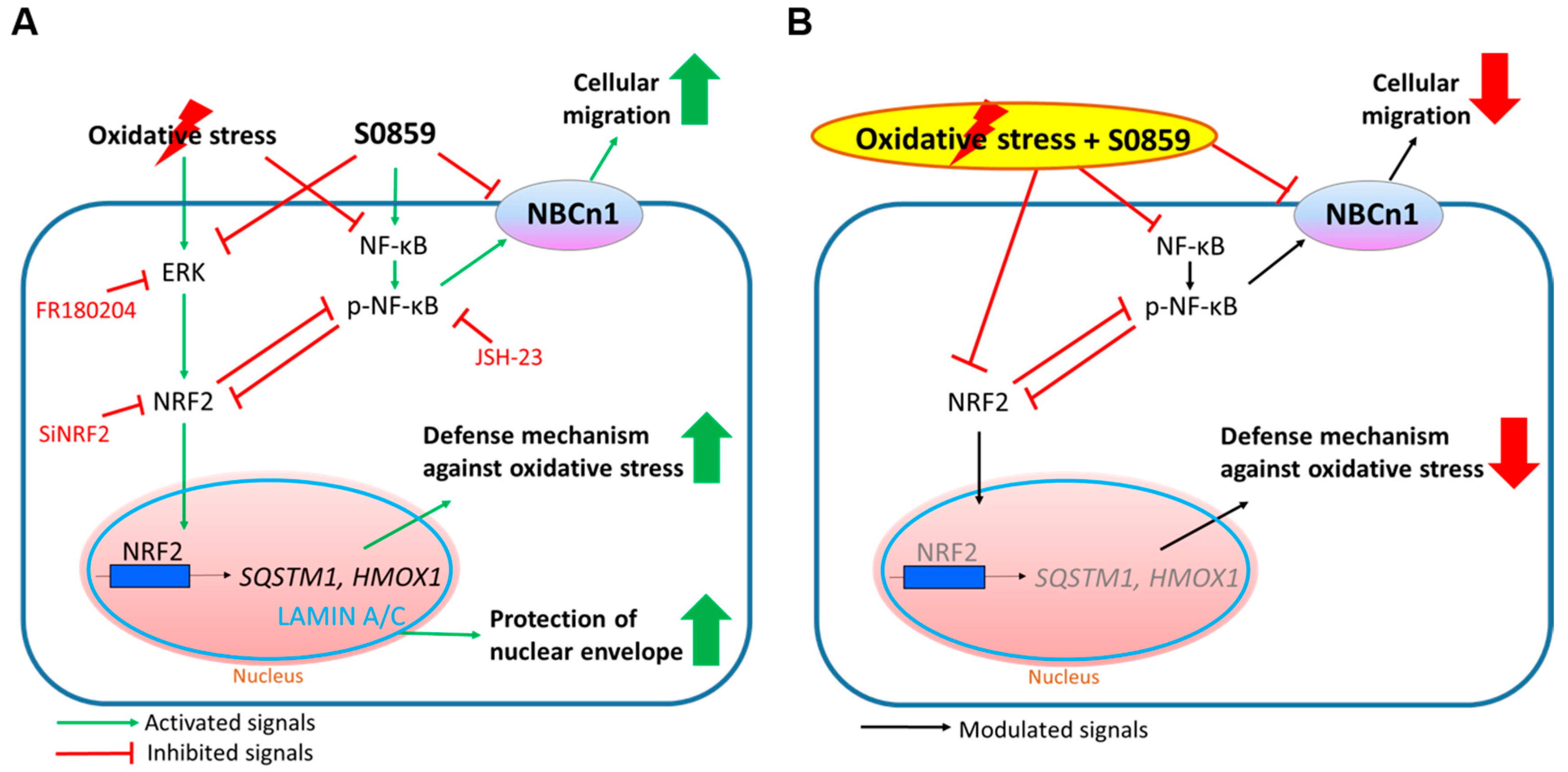 Antioxidants 14 01191 g007 Antioxidants 14 01191 g007