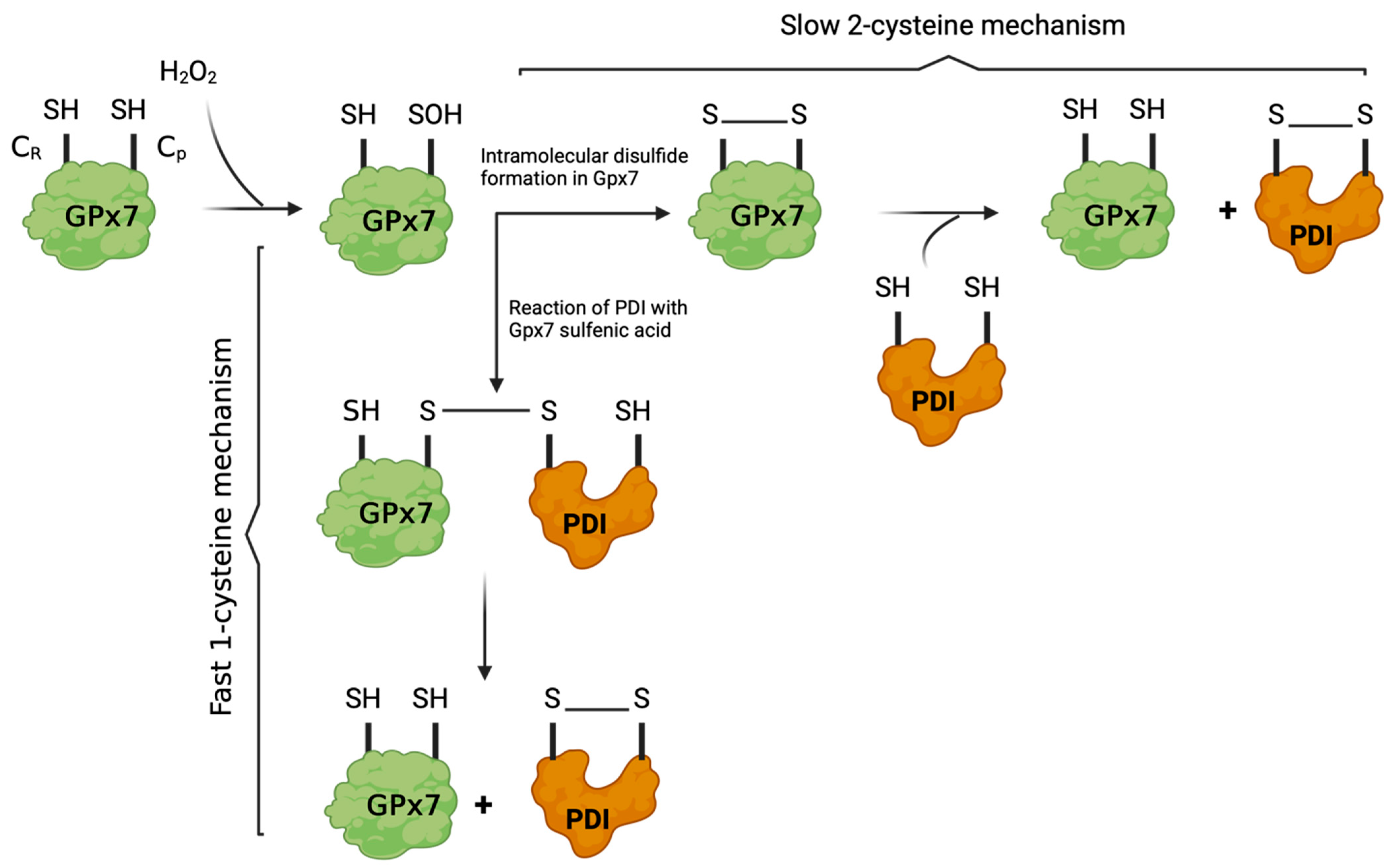 Antioxidants 14 01193 g004