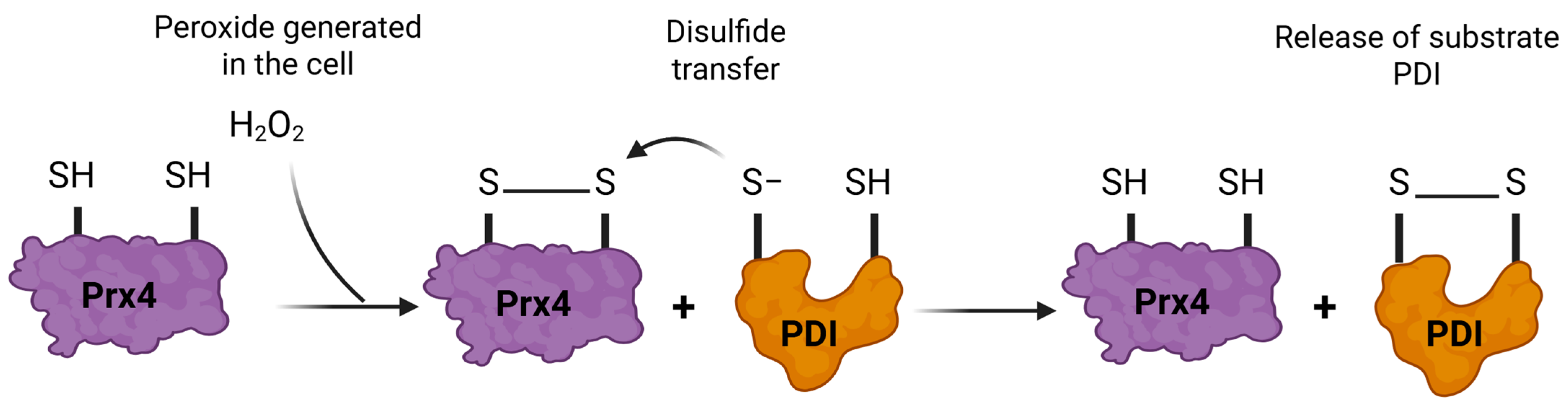Antioxidants 14 01193 g005