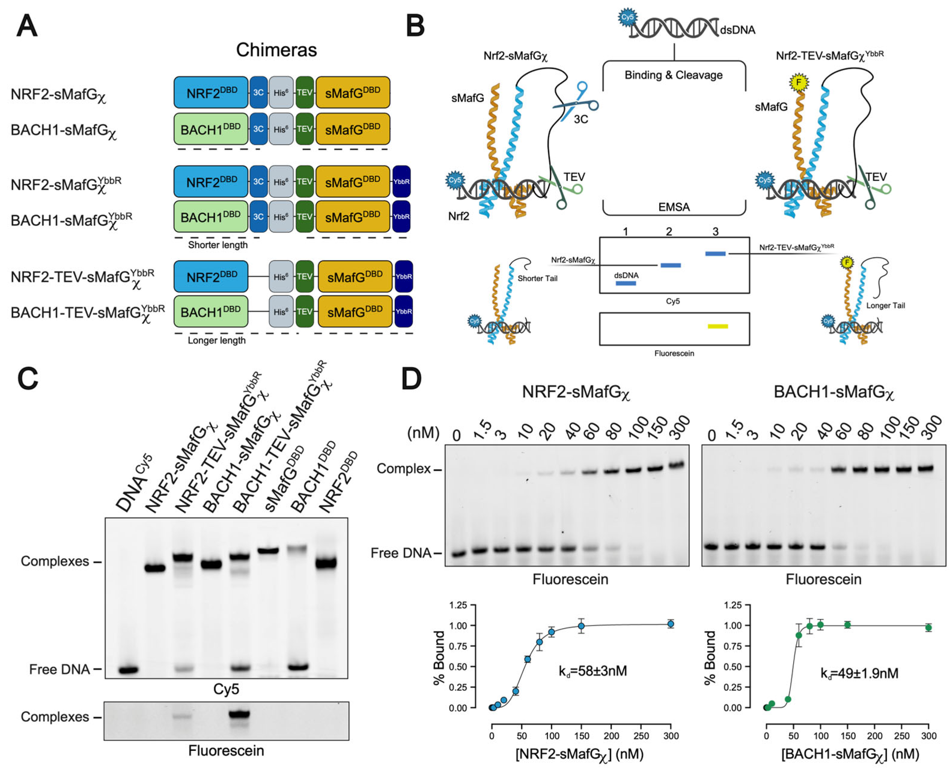 Antioxidants 14 01203 g002