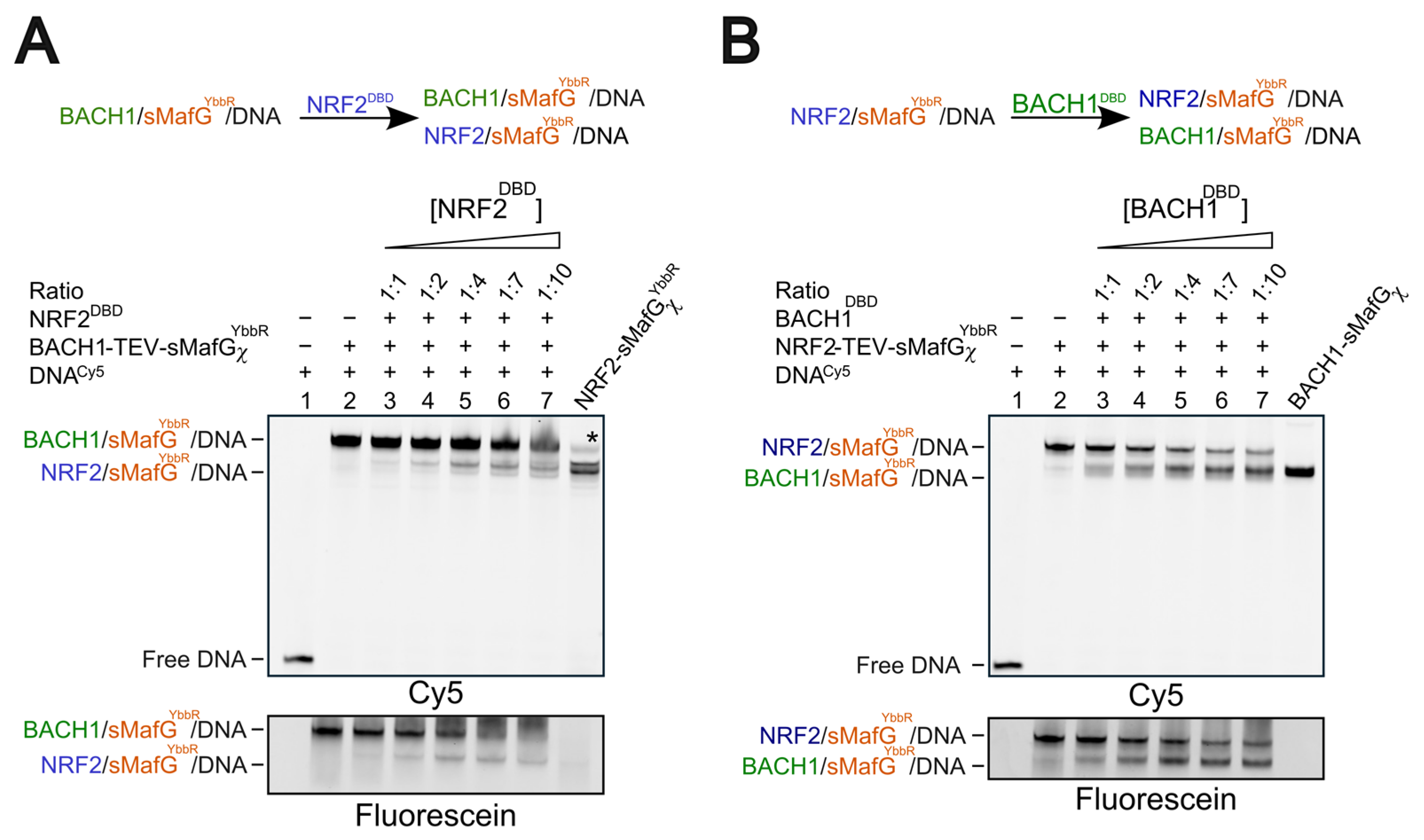 Antioxidants 14 01203 g004