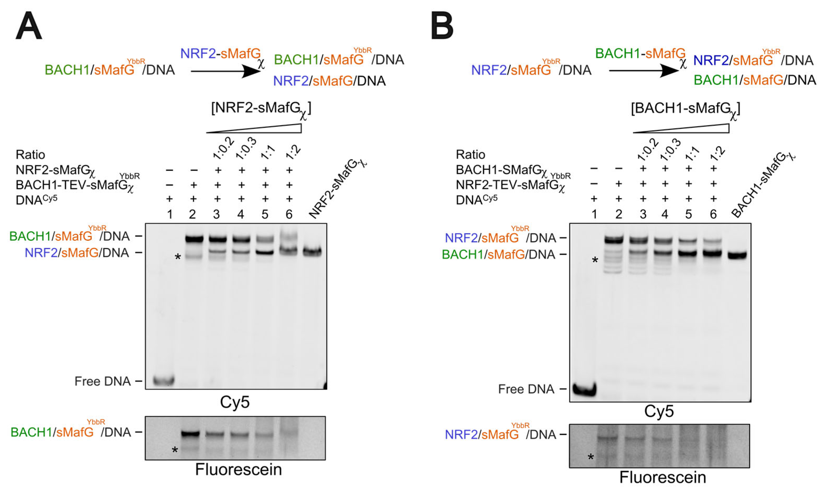 Antioxidants 14 01203 g005
