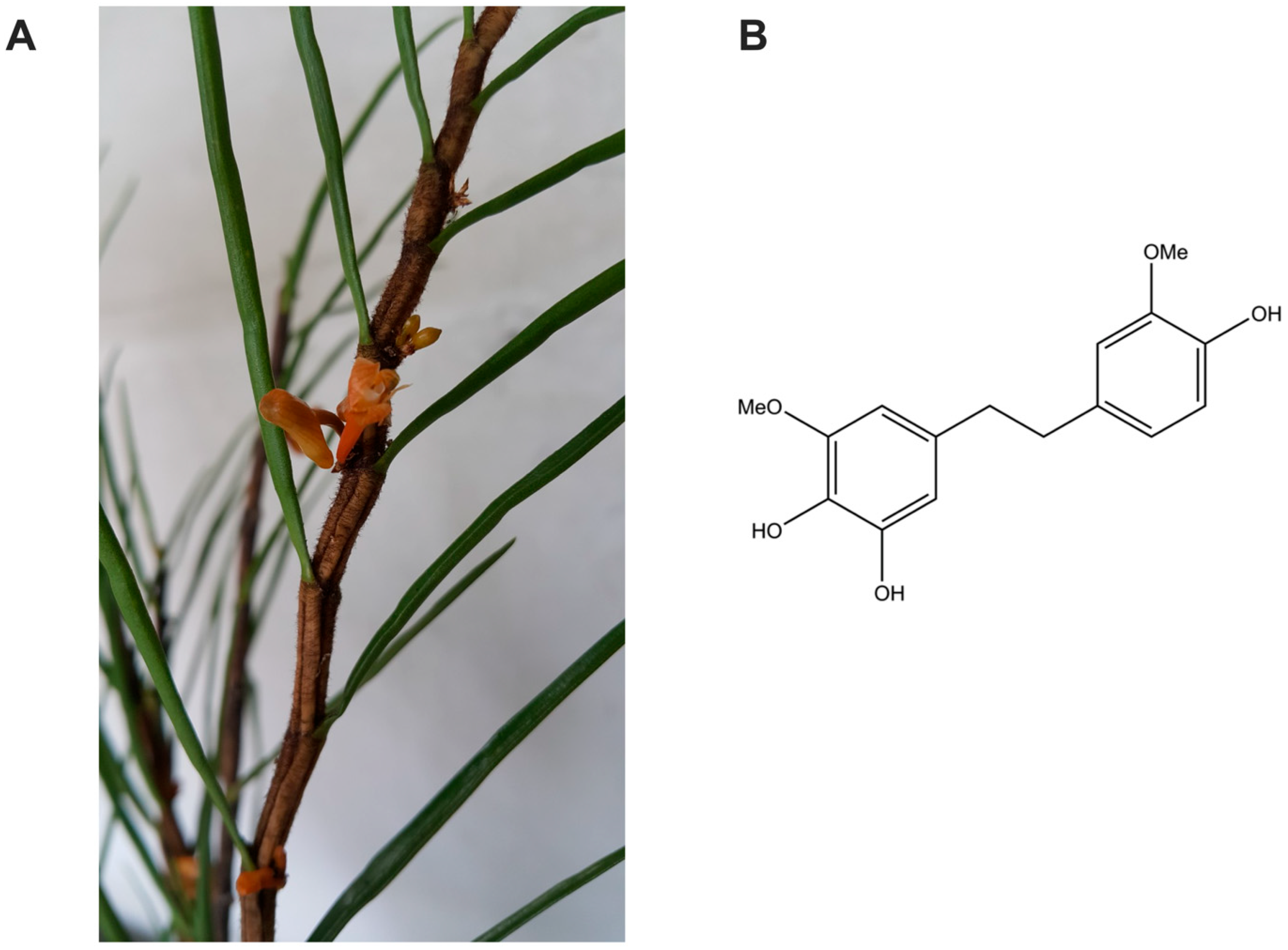 Antioxidants 14 01212 g001