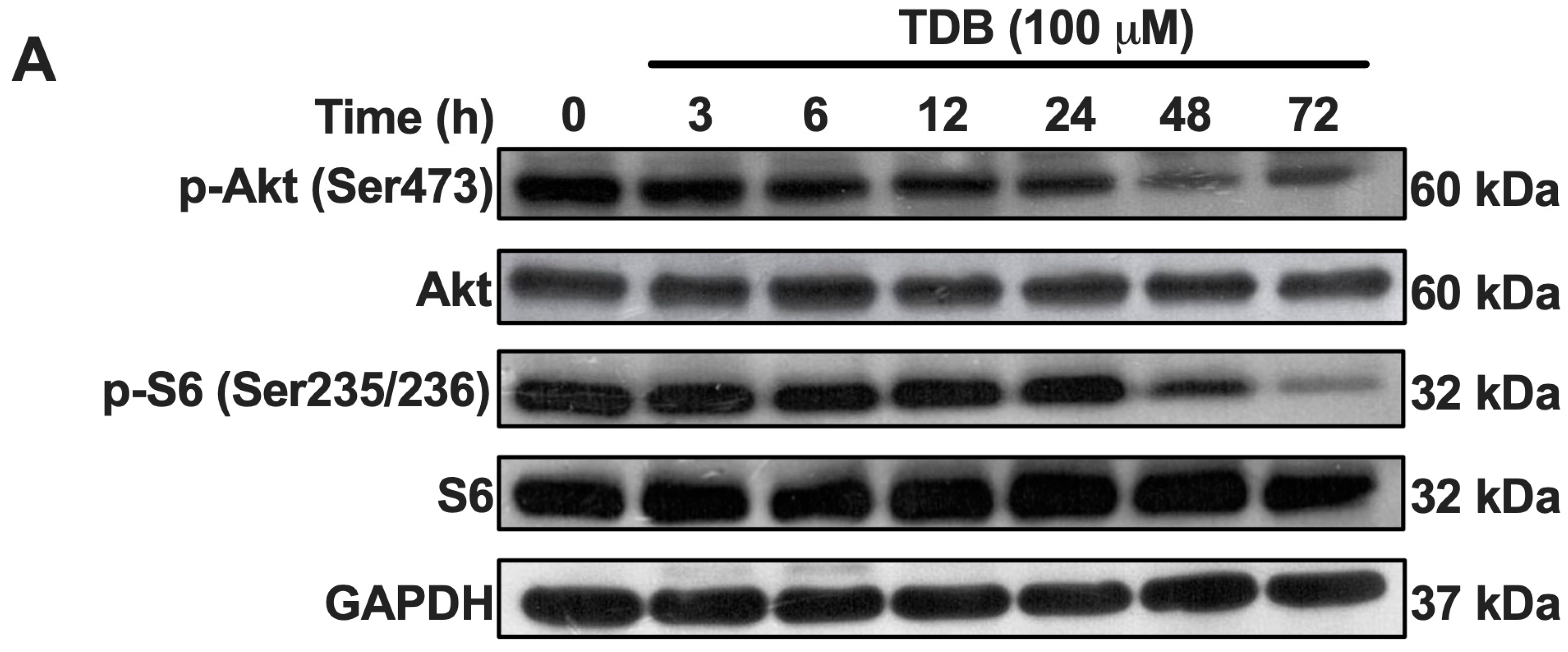 Antioxidants 14 01212 g004a