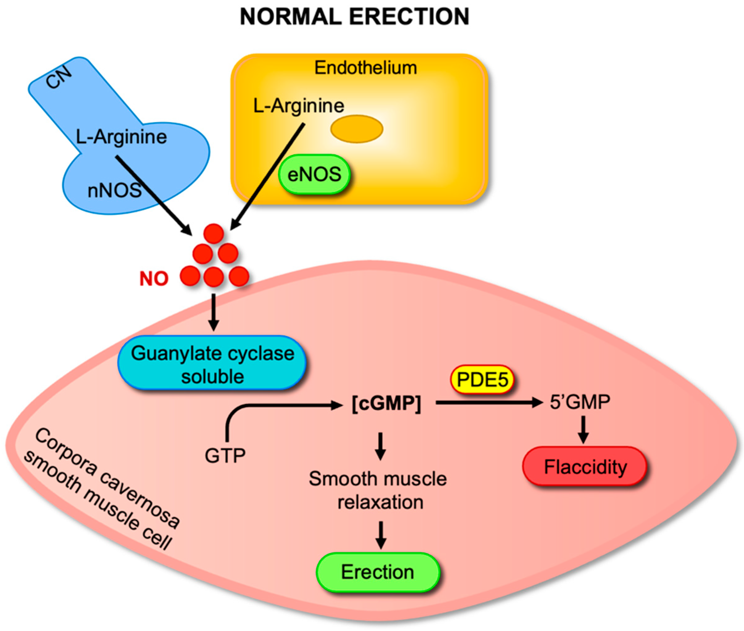 Antioxidants 14 01213 g001 Antioxidants 14 01213 g001