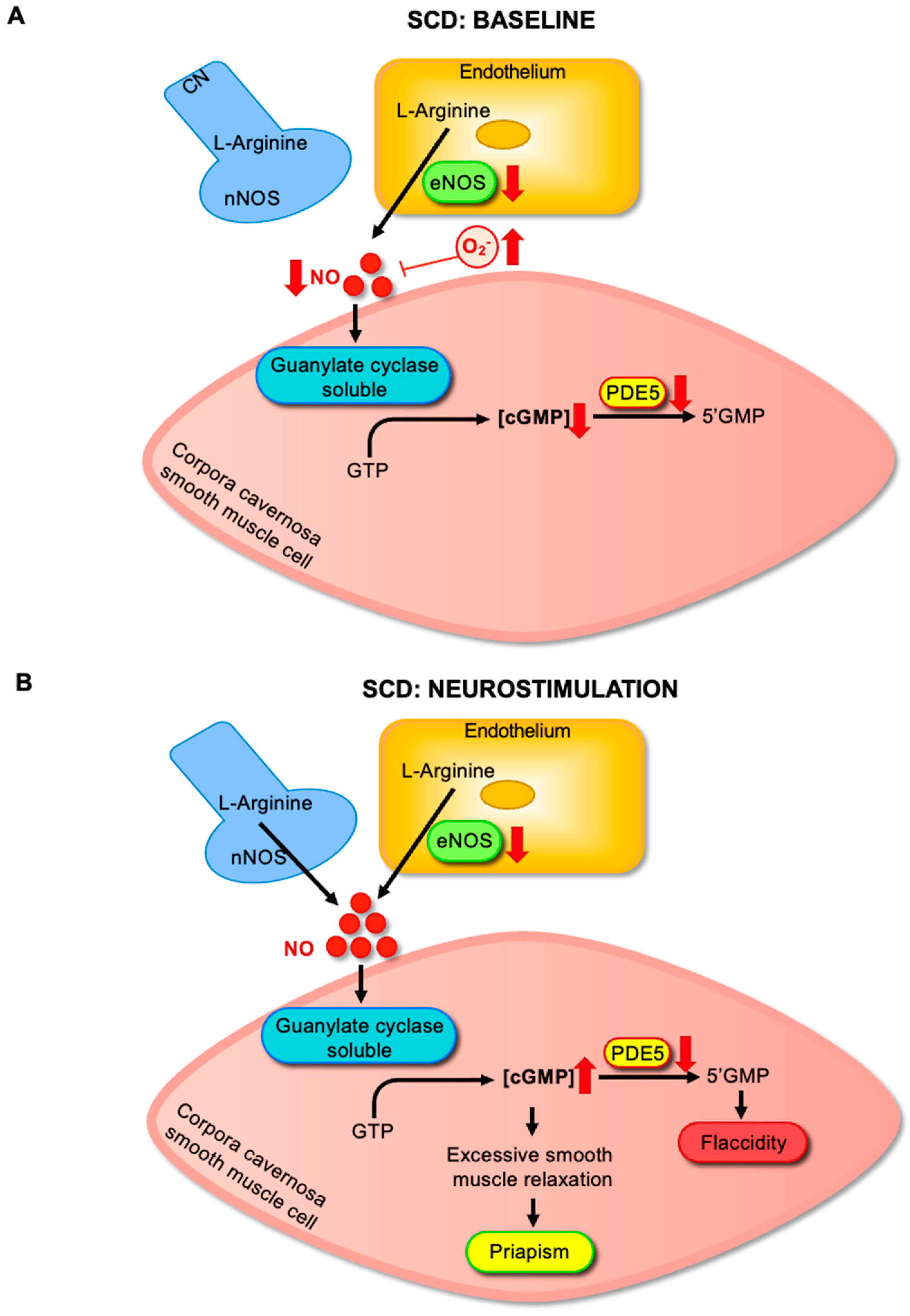 Antioxidants 14 01213 g002 Antioxidants 14 01213 g002