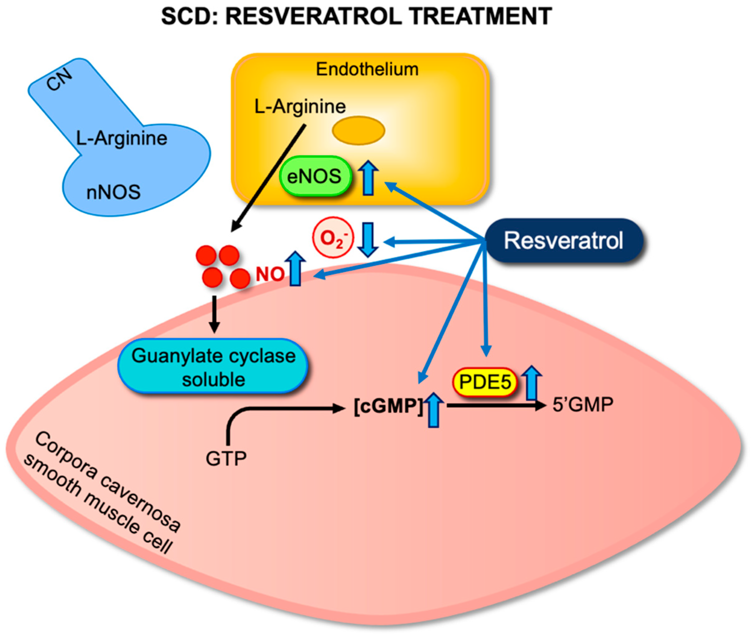 Antioxidants 14 01213 g003 Antioxidants 14 01213 g003