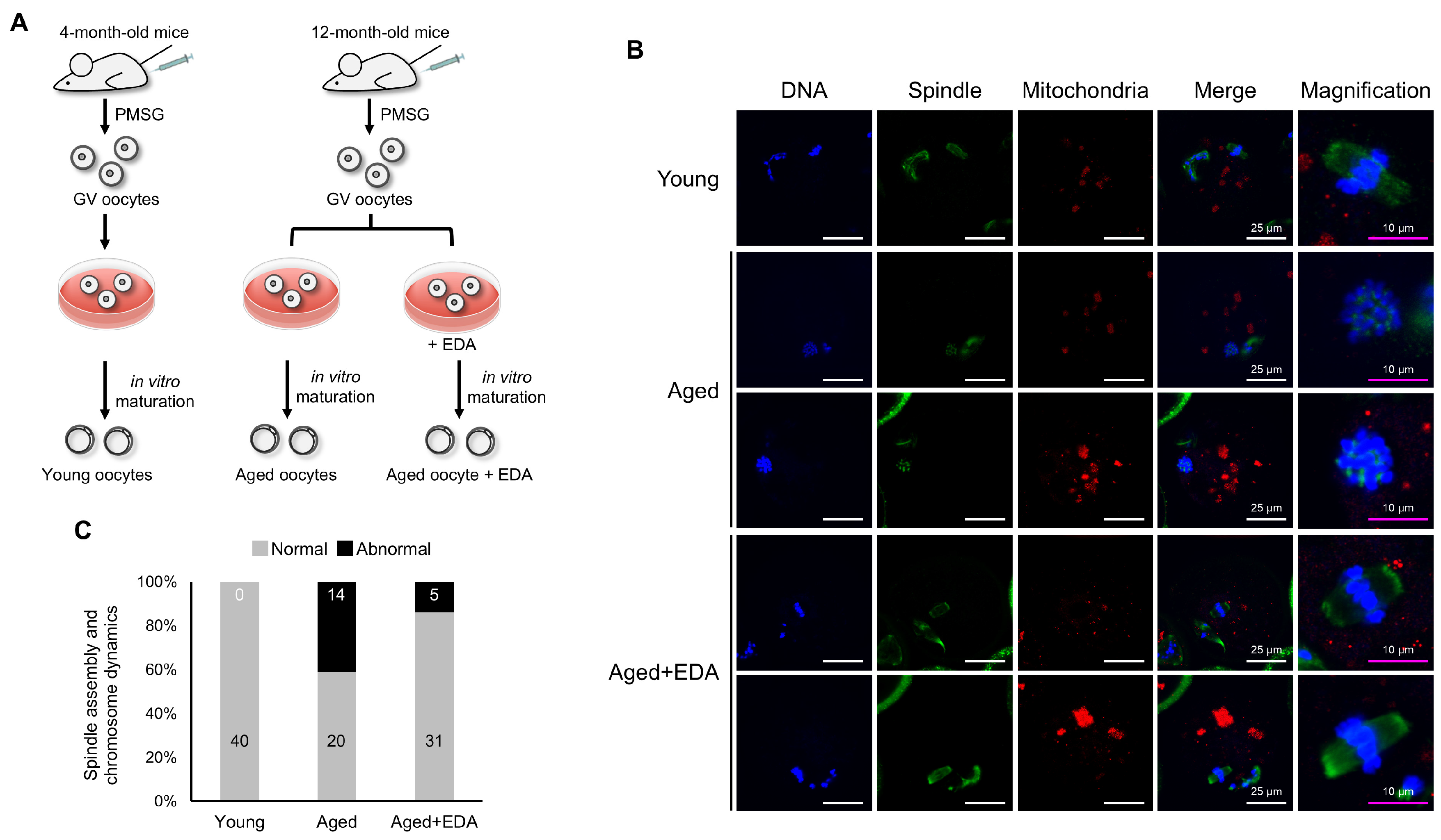 Antioxidants 14 01215 g002