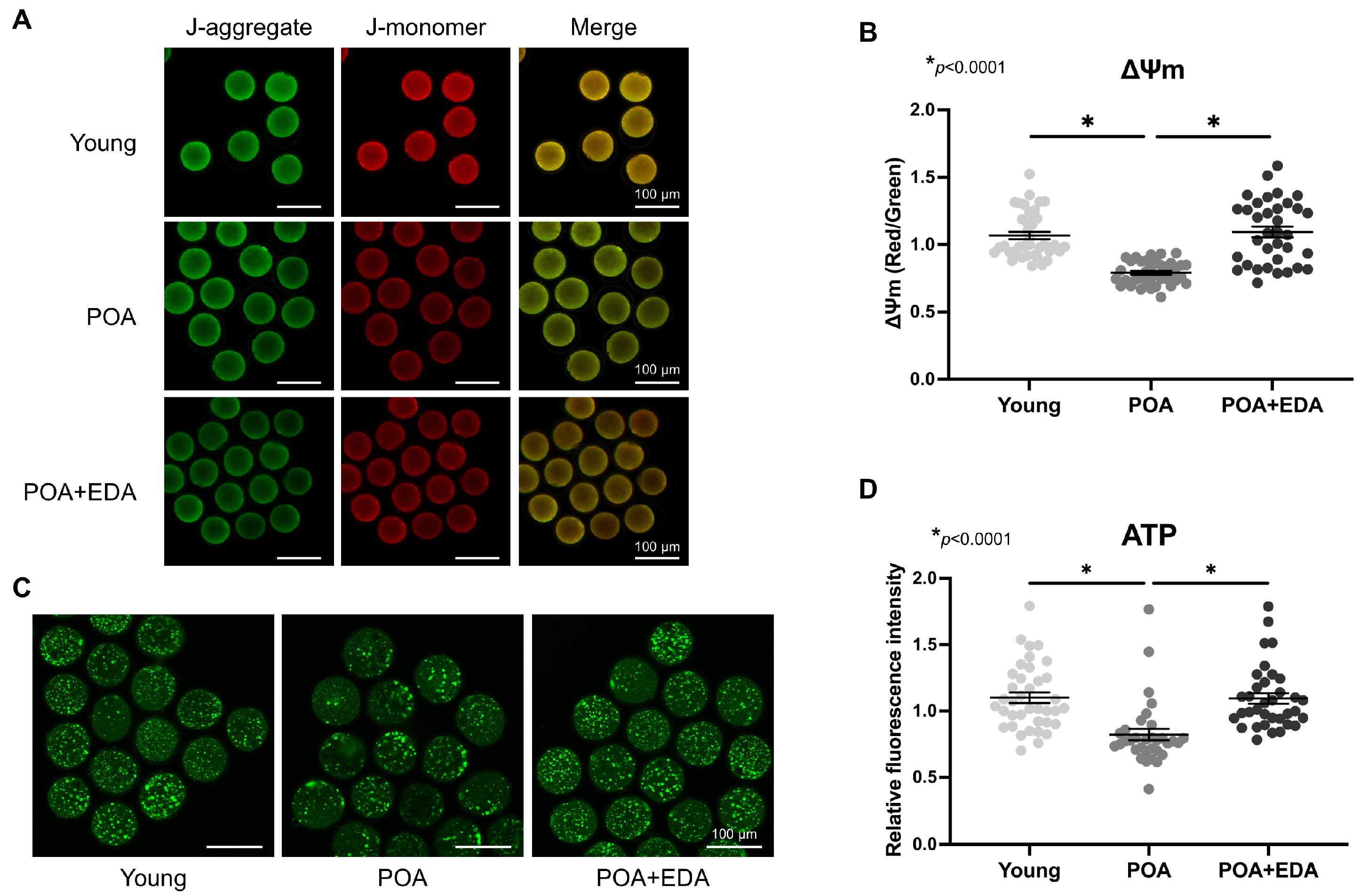 Antioxidants 14 01215 g003