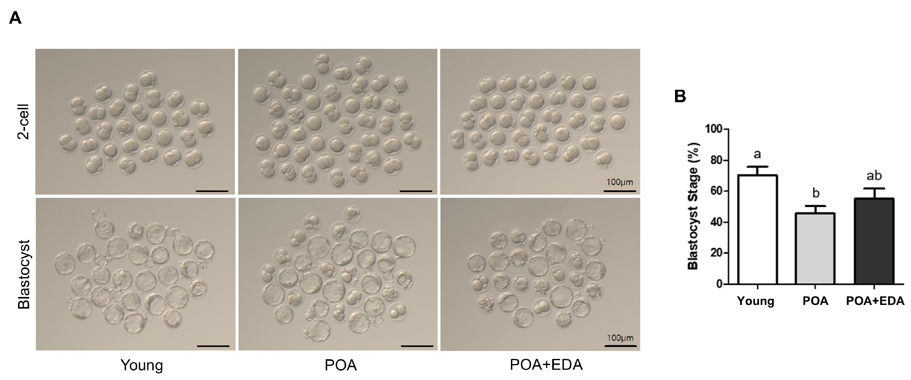 Antioxidants 14 01215 g005
