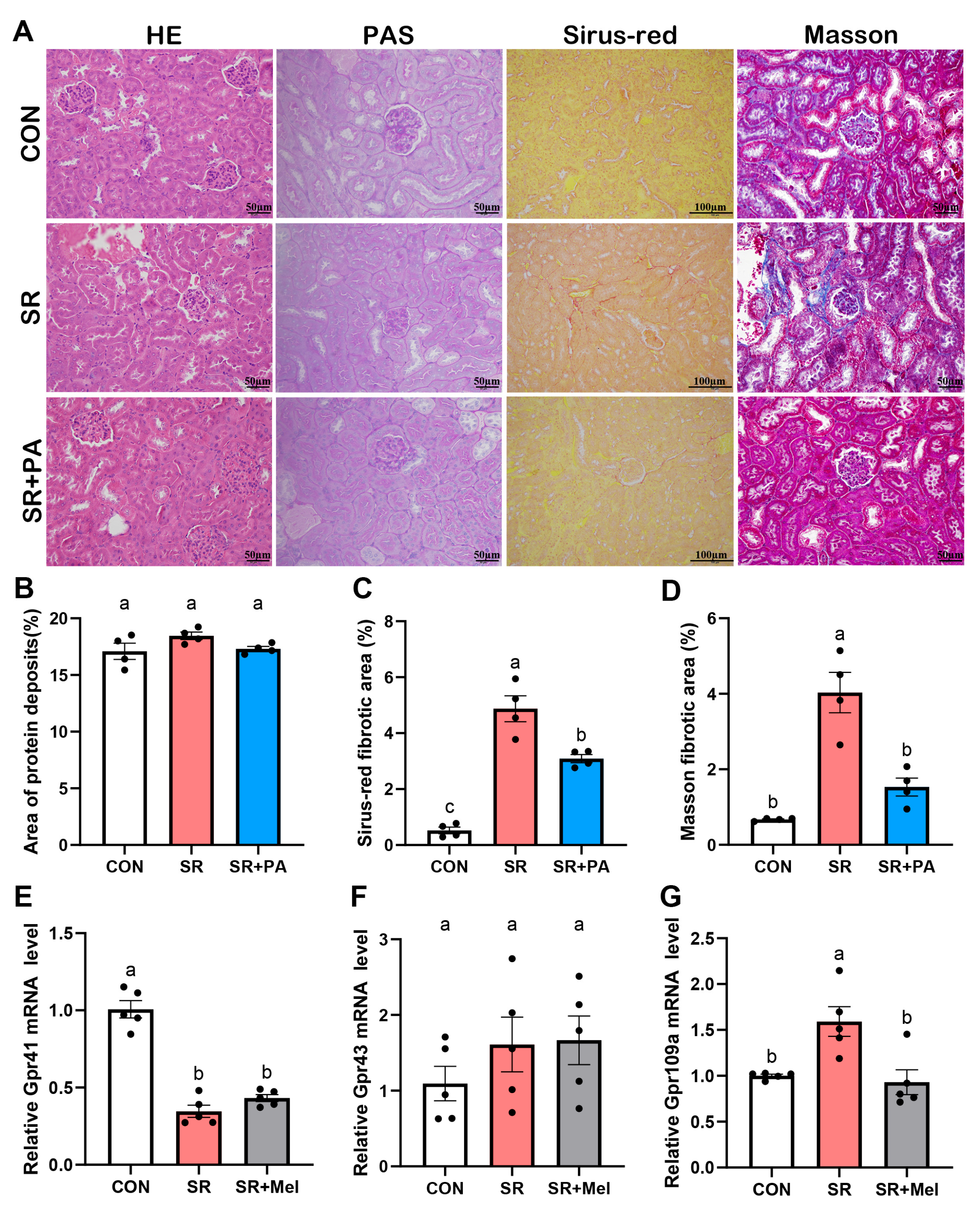 Antioxidants 14 01218 g006 Antioxidants 14 01218 g006