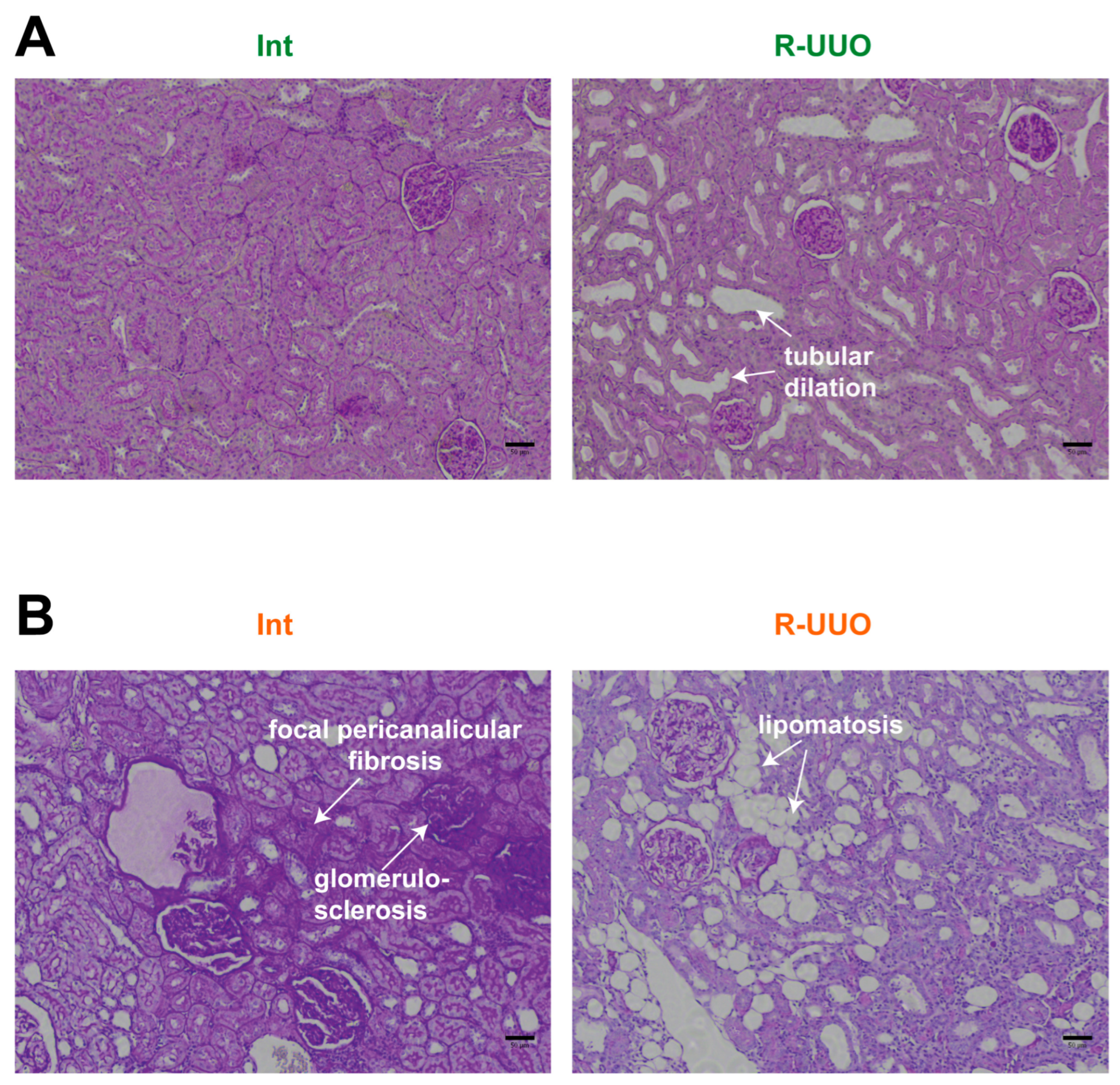Antioxidants 14 01219 g004 Antioxidants 14 01219 g004