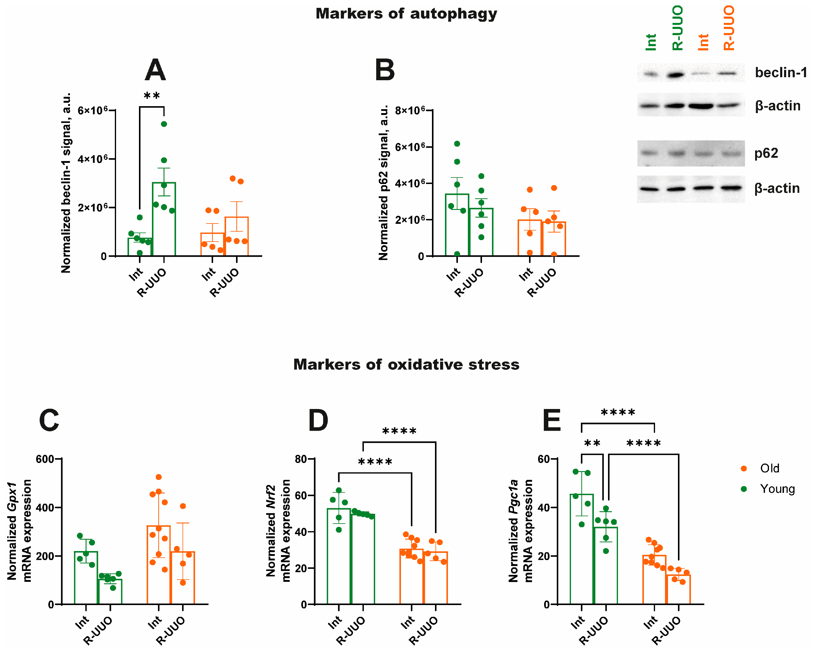 Antioxidants 14 01219 g006 Antioxidants 14 01219 g006