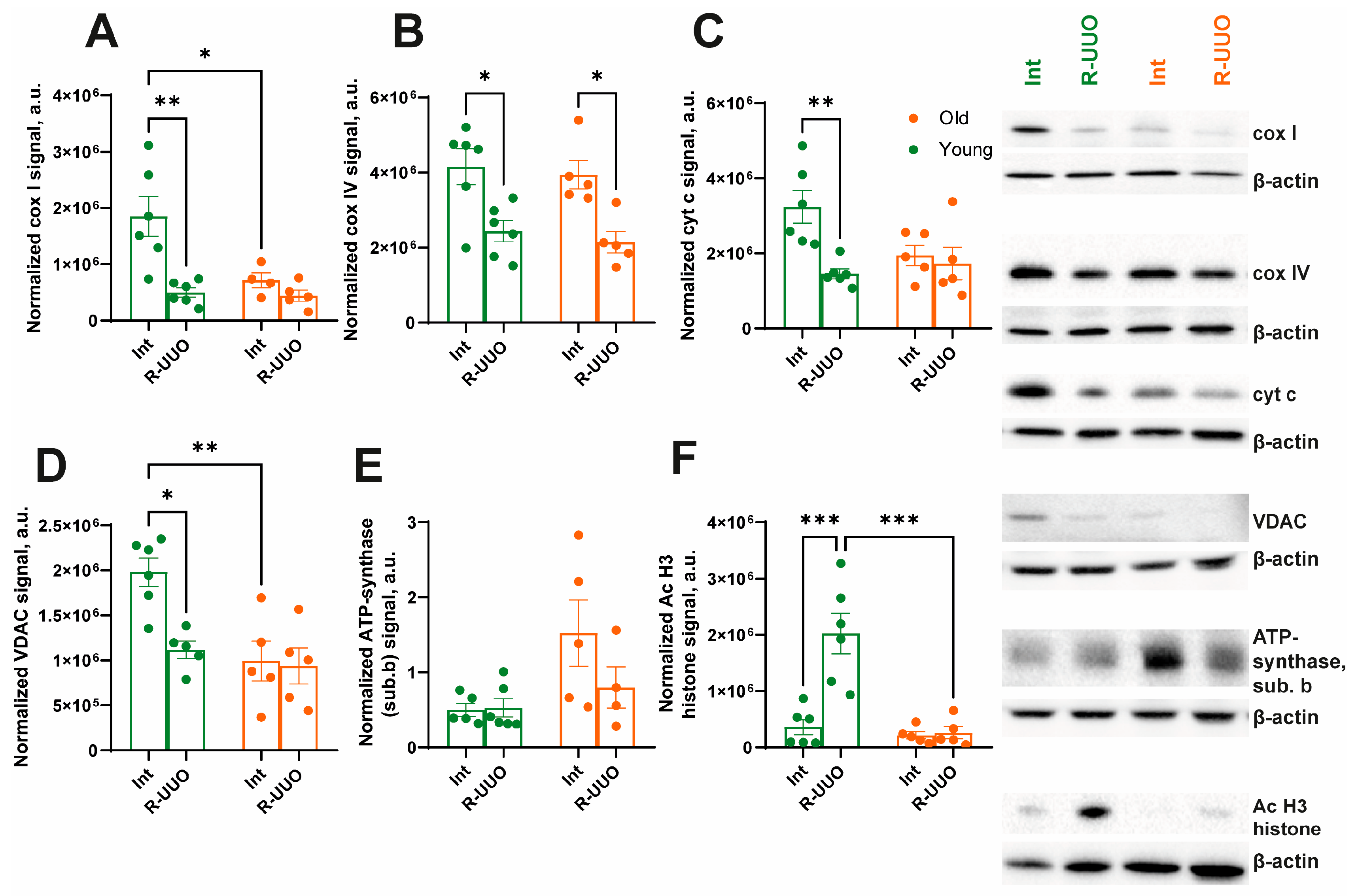 Antioxidants 14 01219 g007 Antioxidants 14 01219 g007