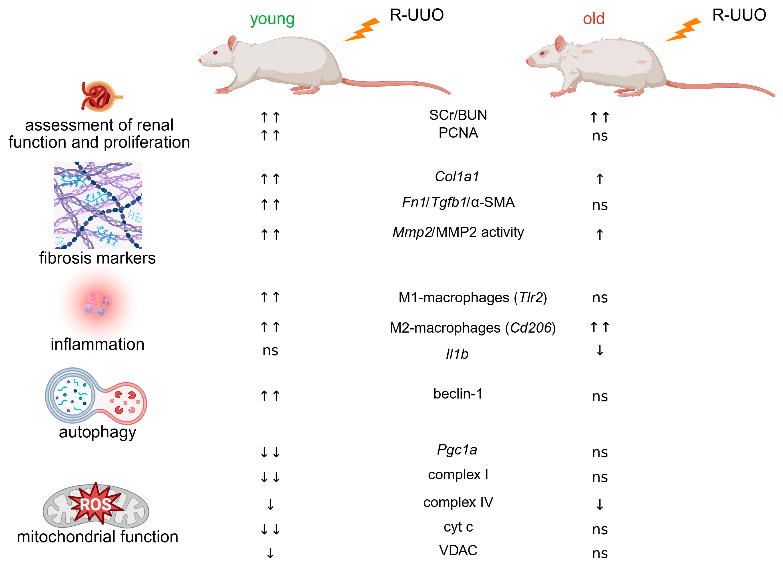 Antioxidants 14 01219 g008 Antioxidants 14 01219 g008