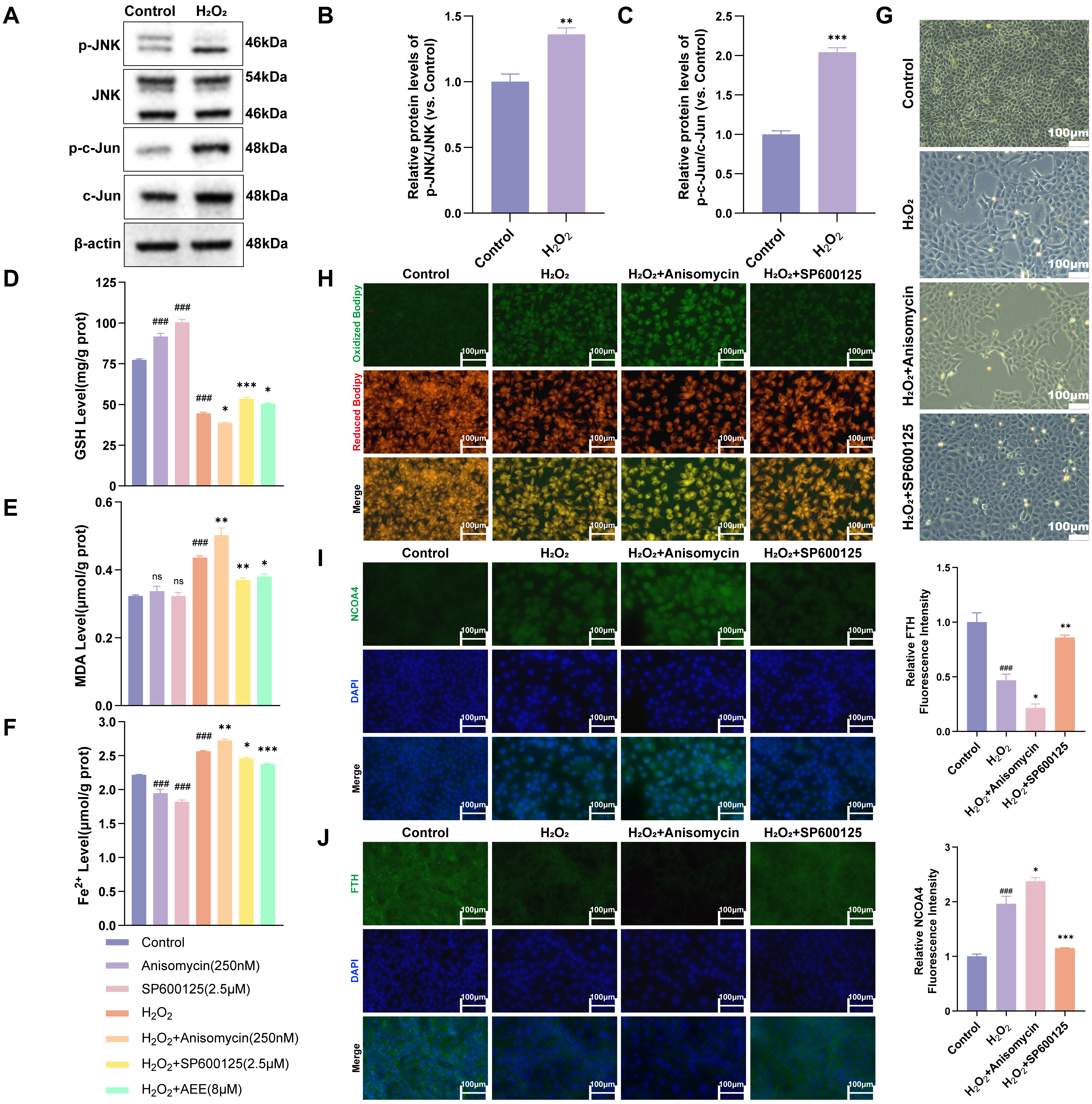 Antioxidants 14 01220 g006