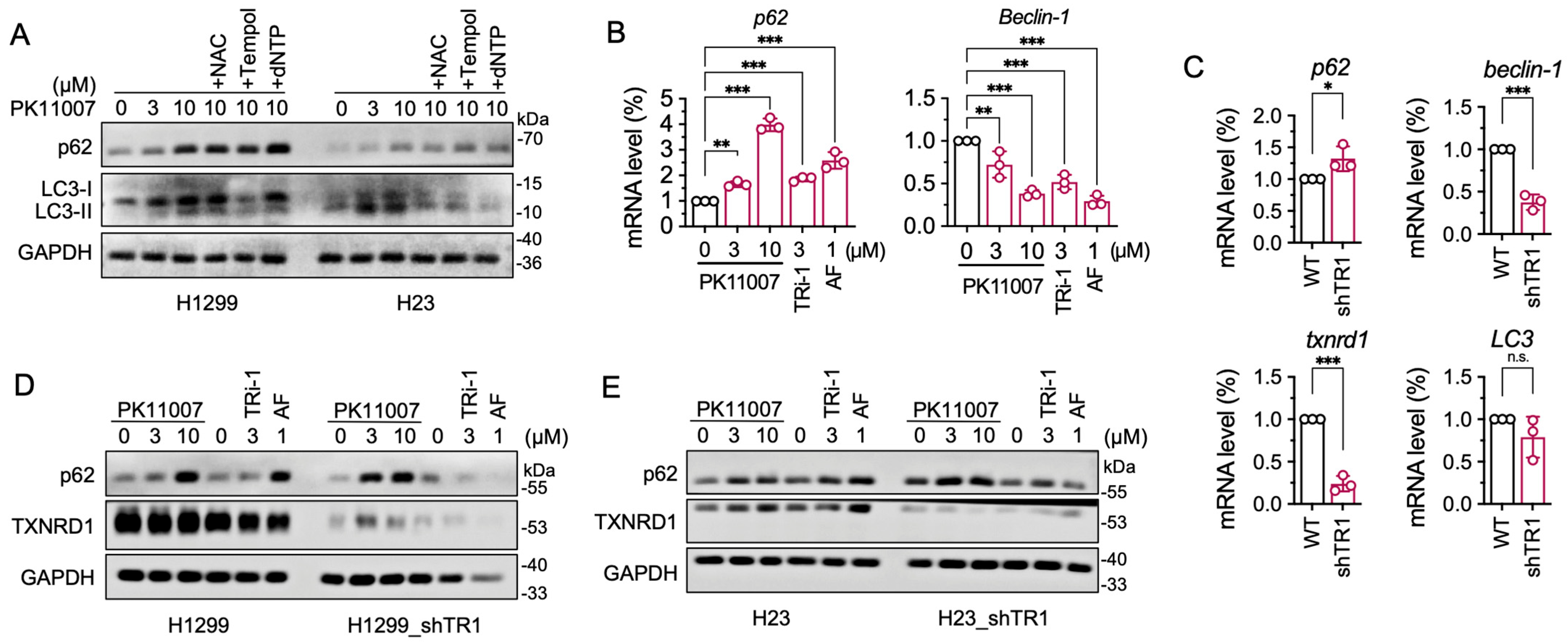 Antioxidants 14 01222 g004