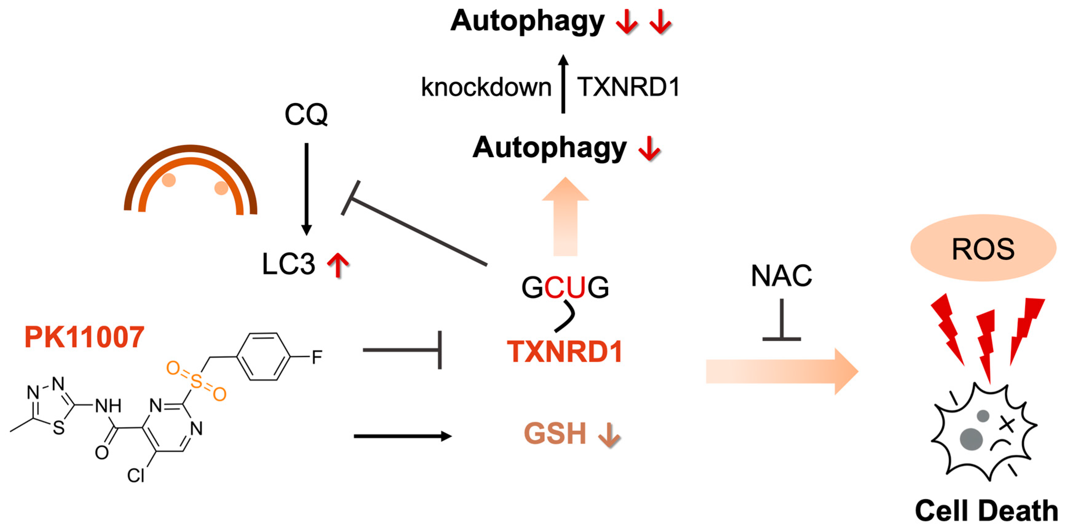 Antioxidants 14 01222 g006