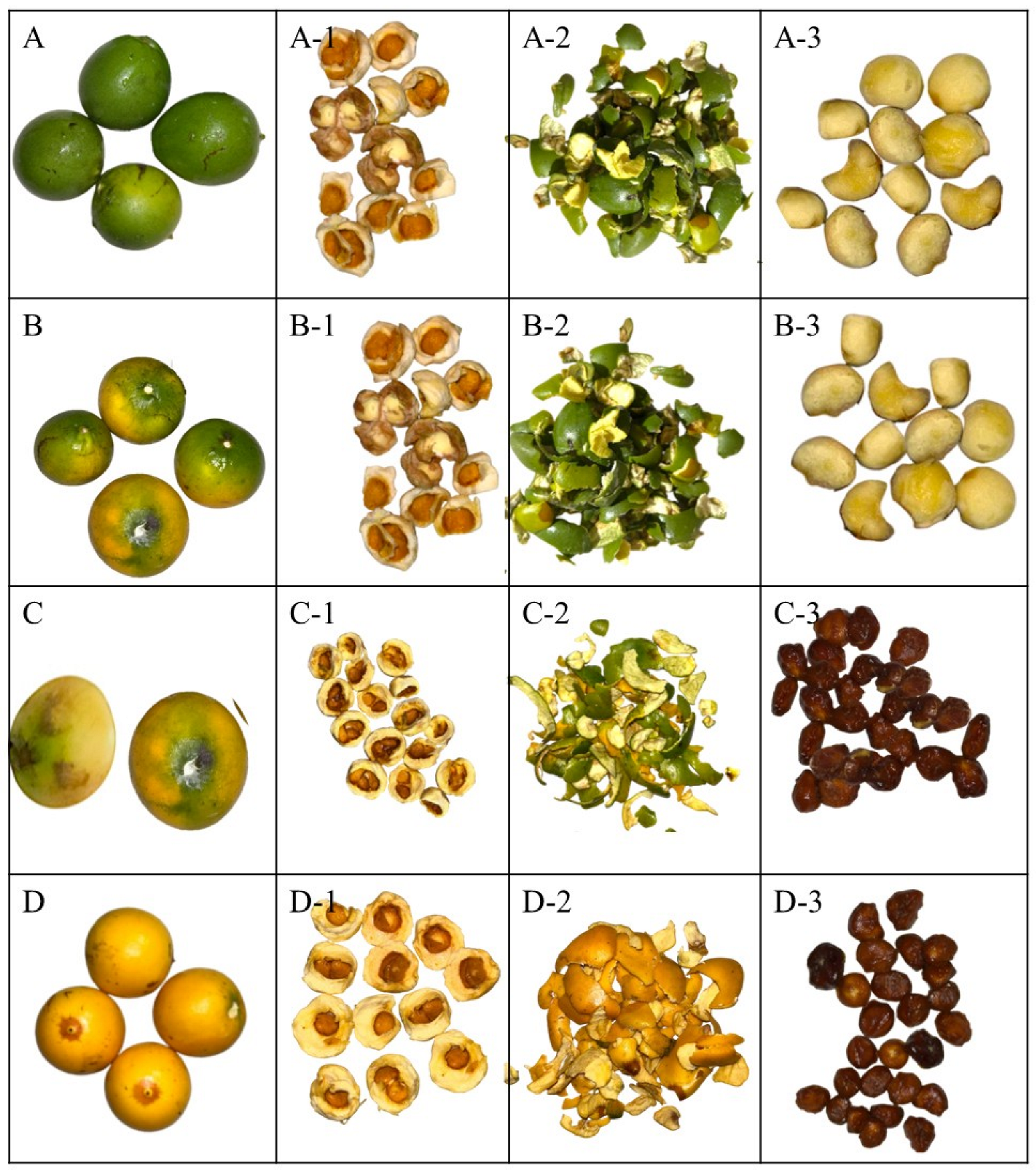 Antioxidants 14 01232 g001