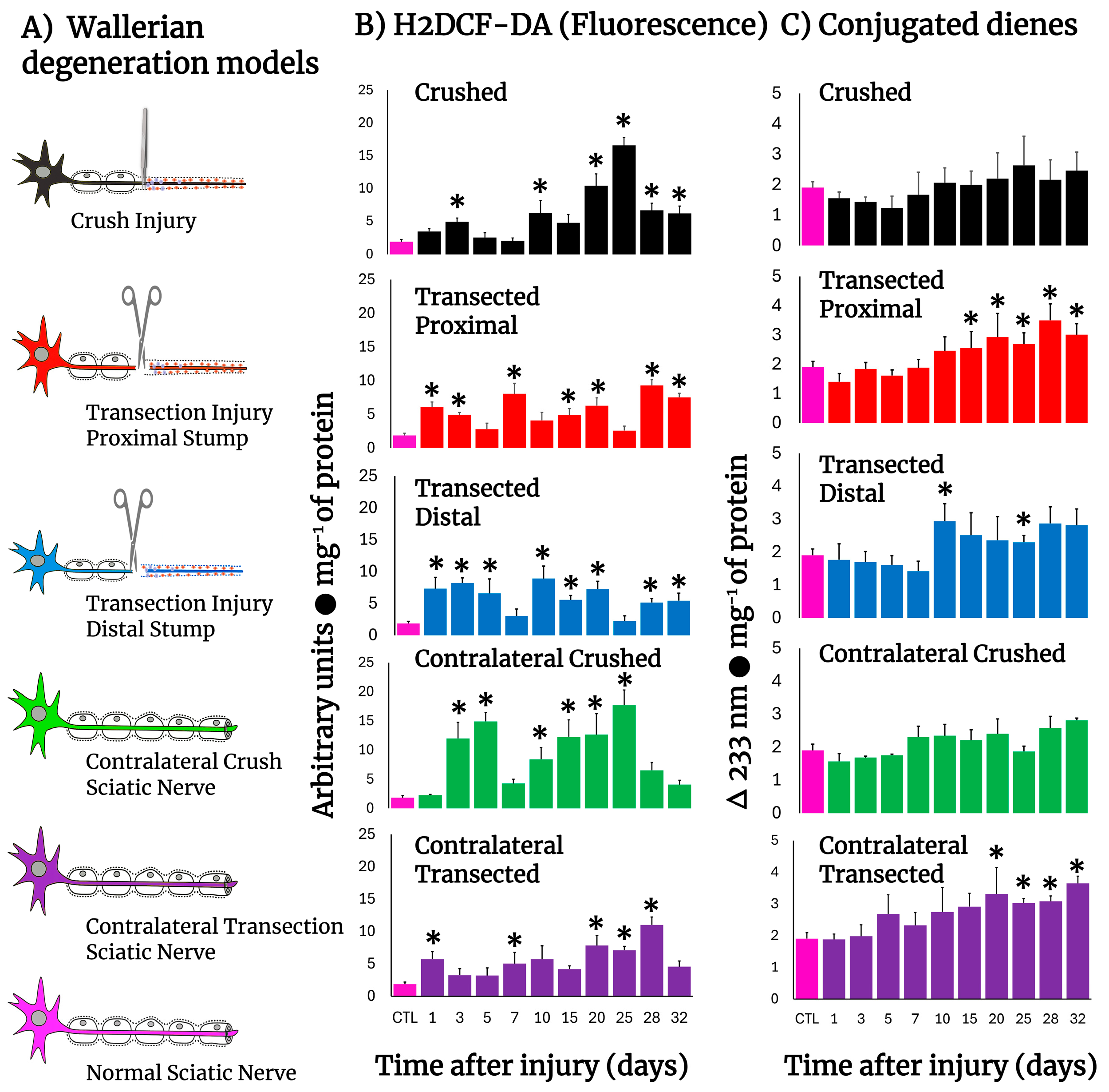 Antioxidants 14 01236 g001 Antioxidants 14 01236 g001