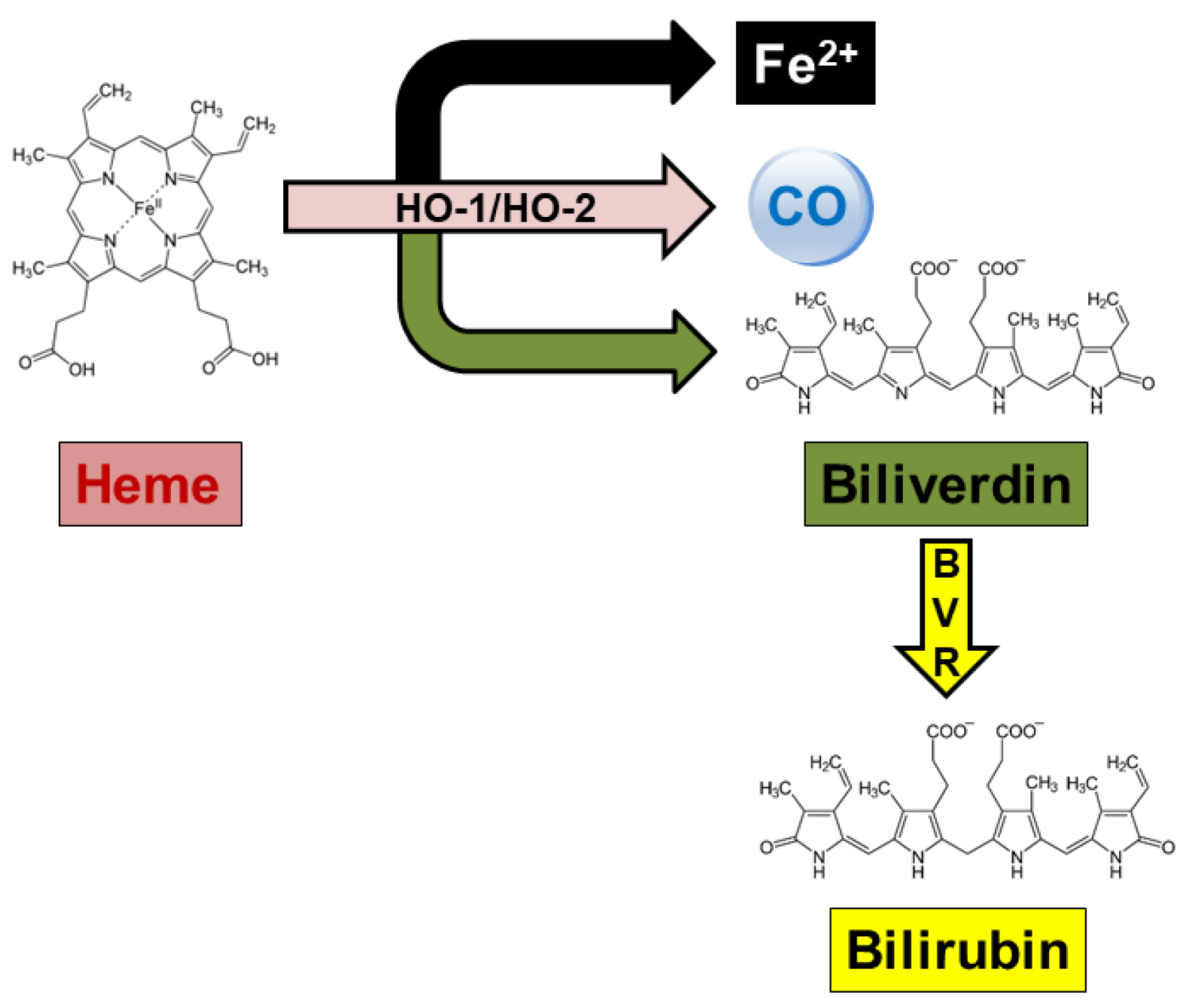 Antioxidants 14 01237 g001