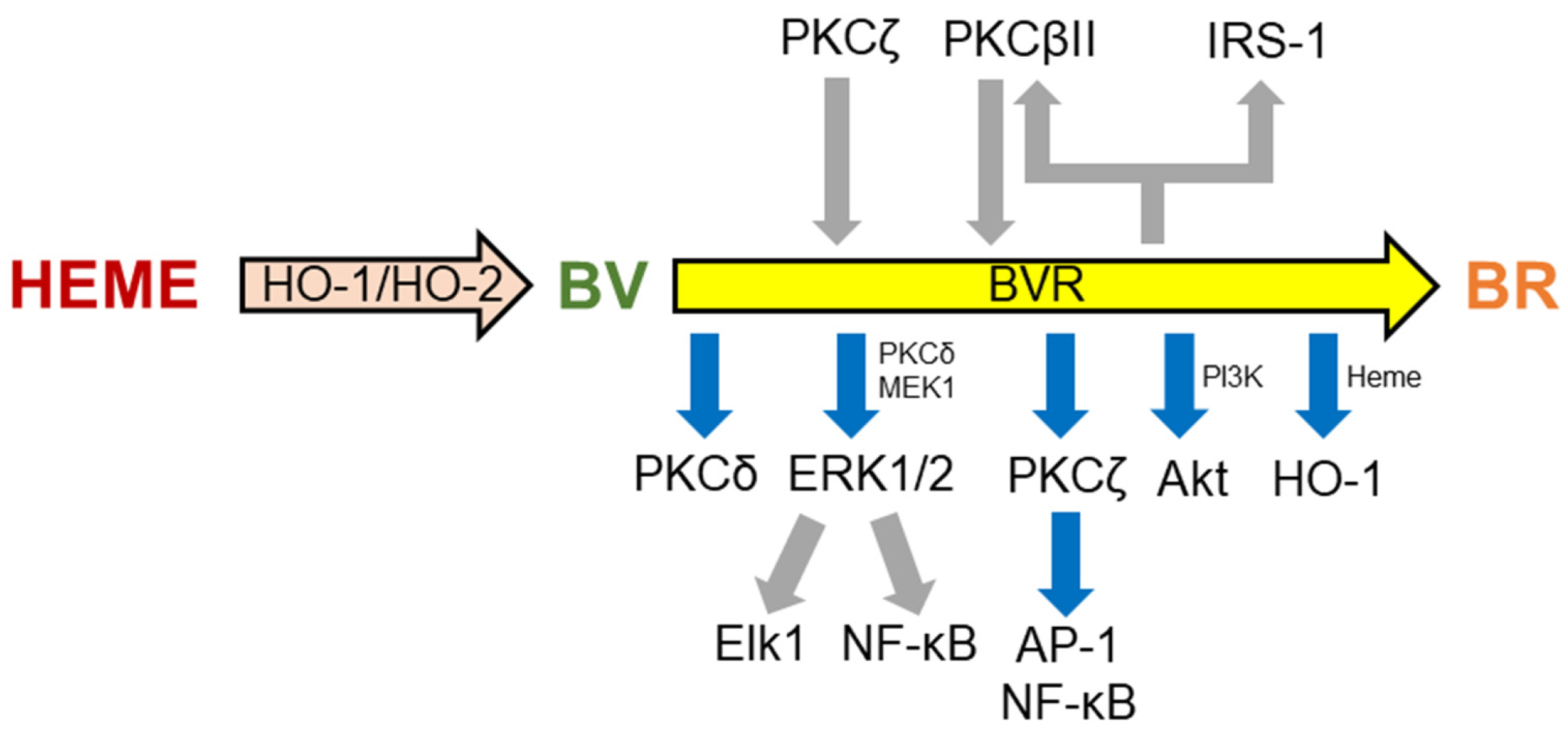 Antioxidants 14 01237 g002