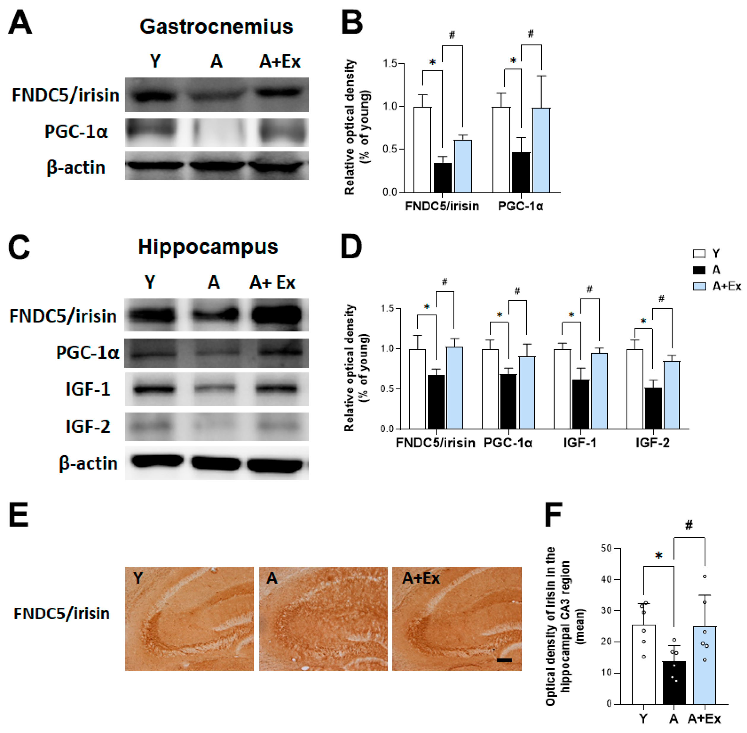 Antioxidants 14 01239 g005