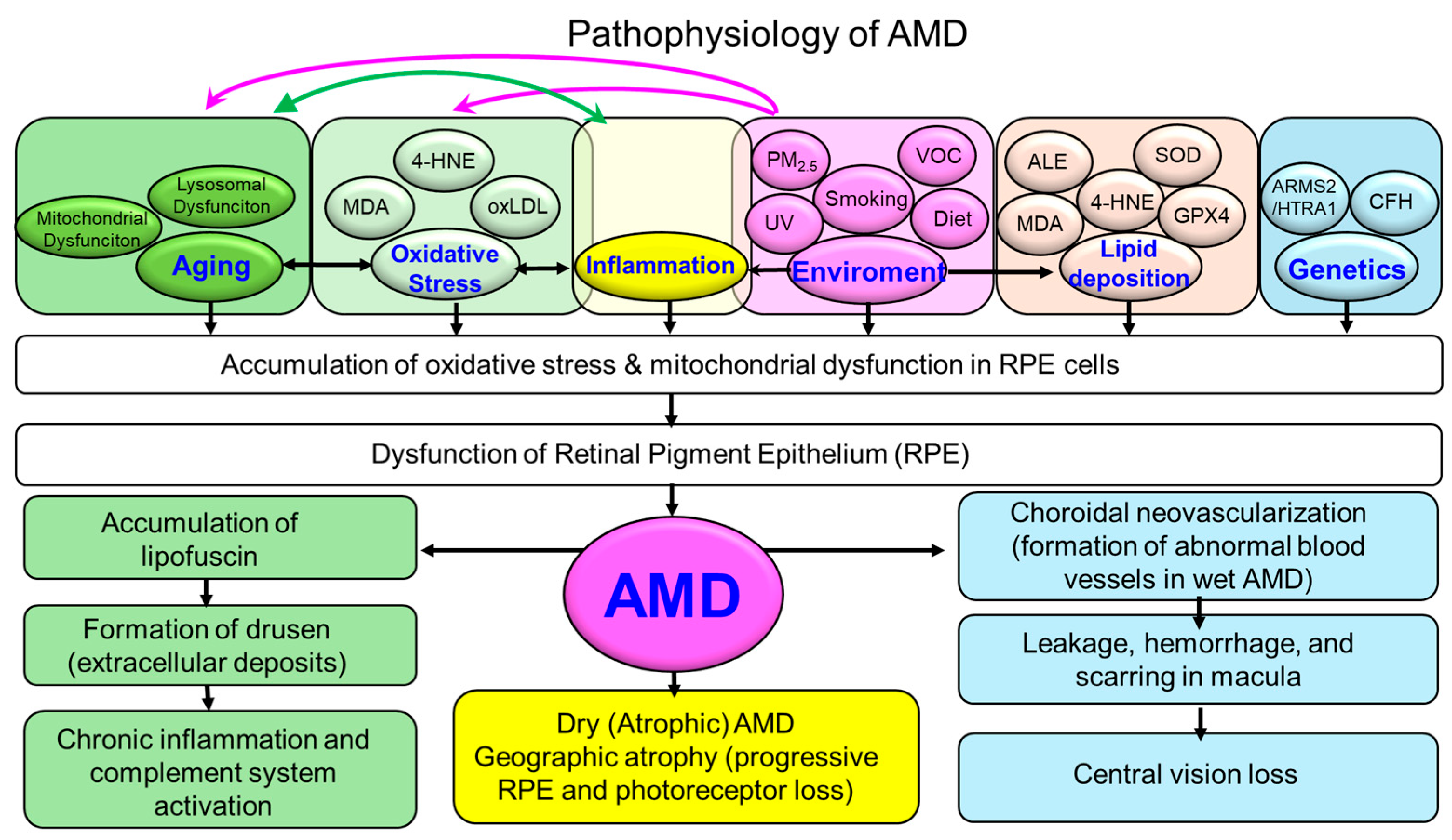 Antioxidants 14 01251 g001 Antioxidants 14 01251 g001