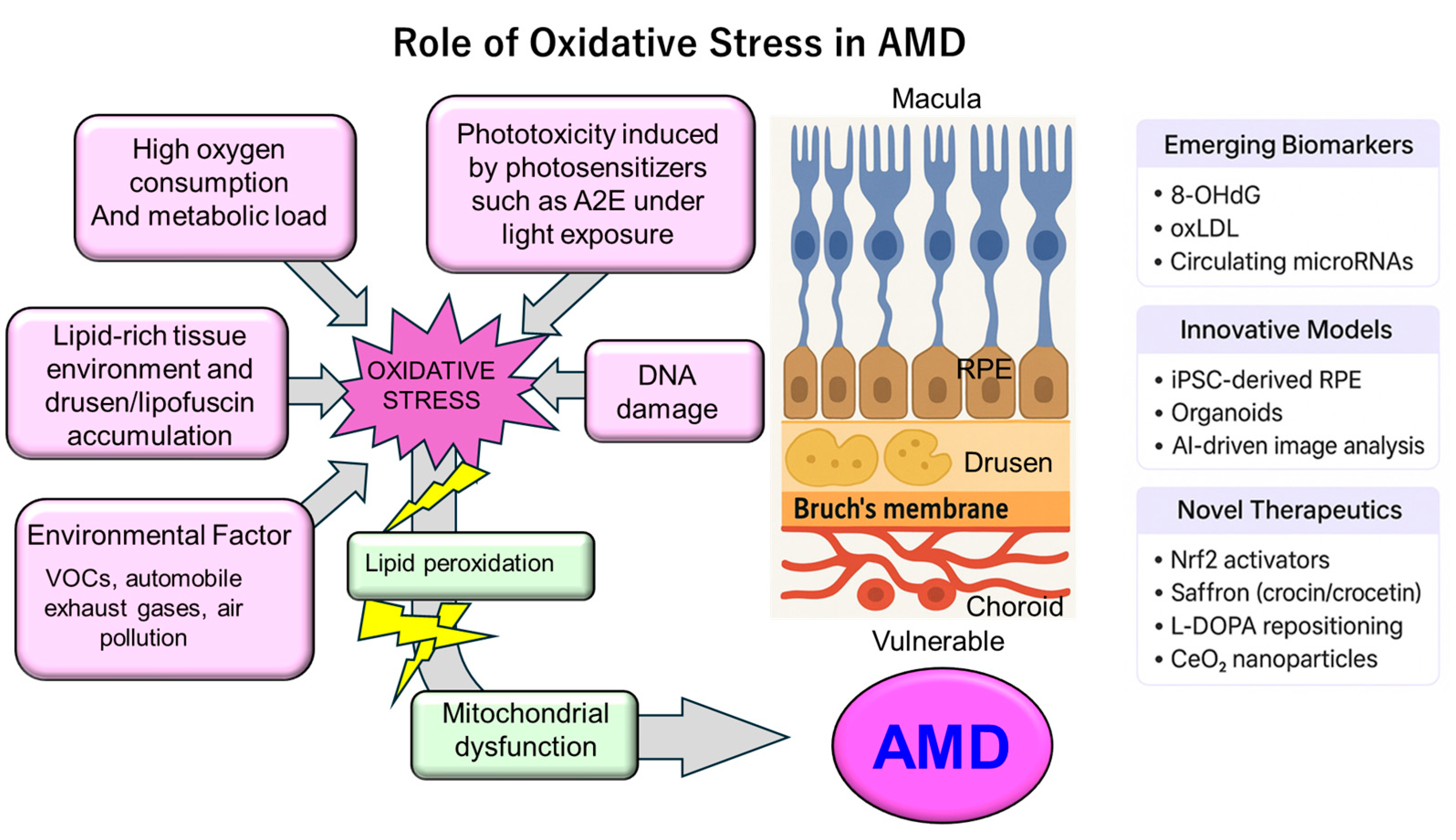 Antioxidants 14 01251 g002 Antioxidants 14 01251 g002