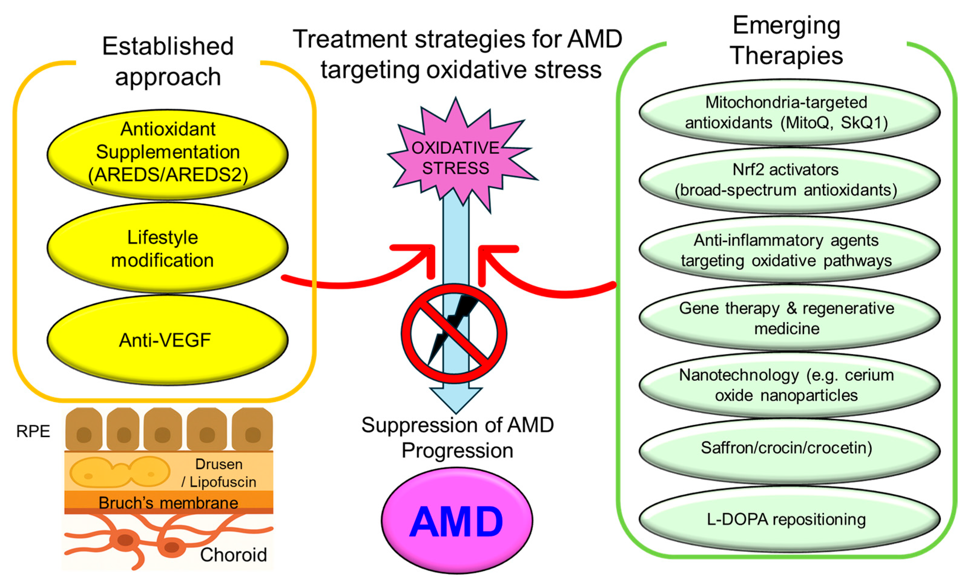 Antioxidants 14 01251 g004 Antioxidants 14 01251 g004