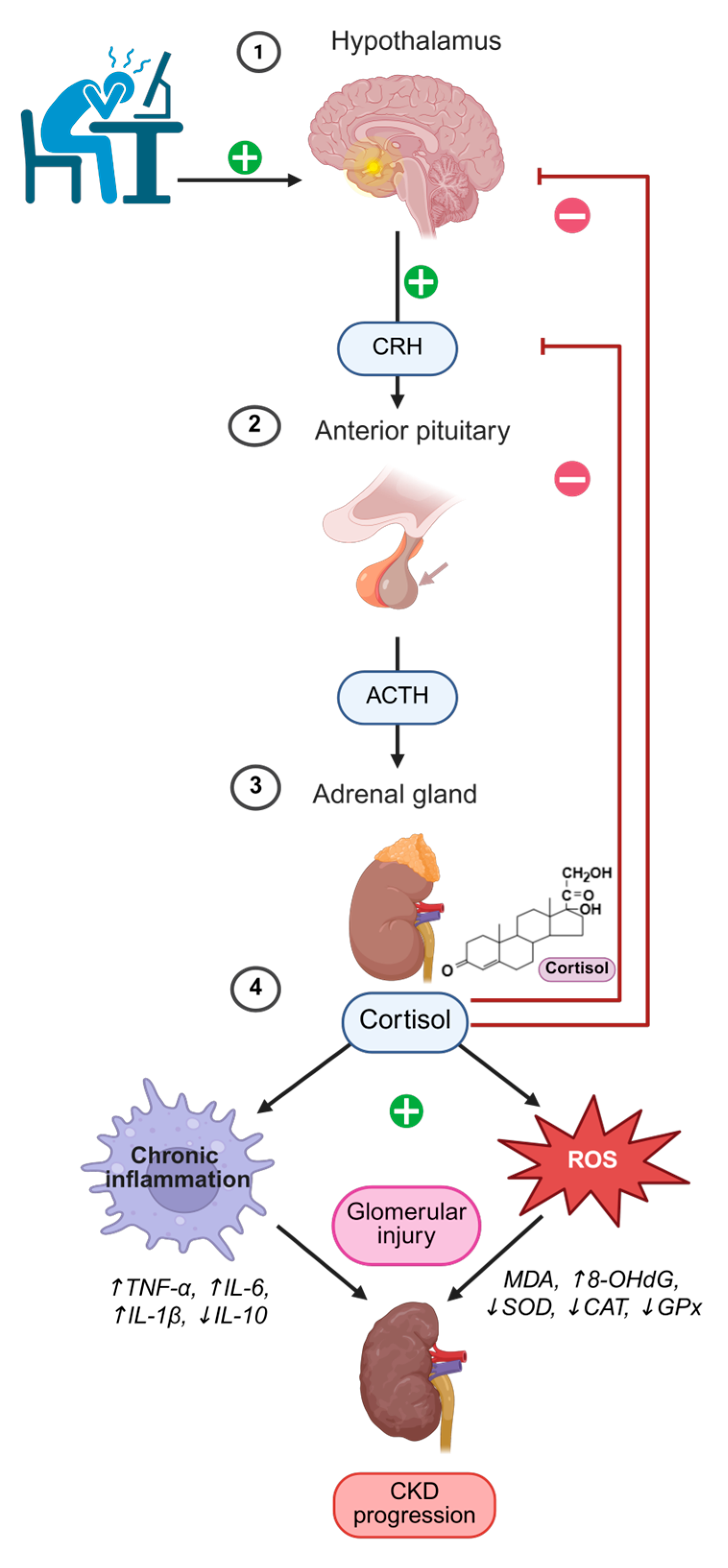 Antioxidants 14 01259 g001 Antioxidants 14 01259 g001