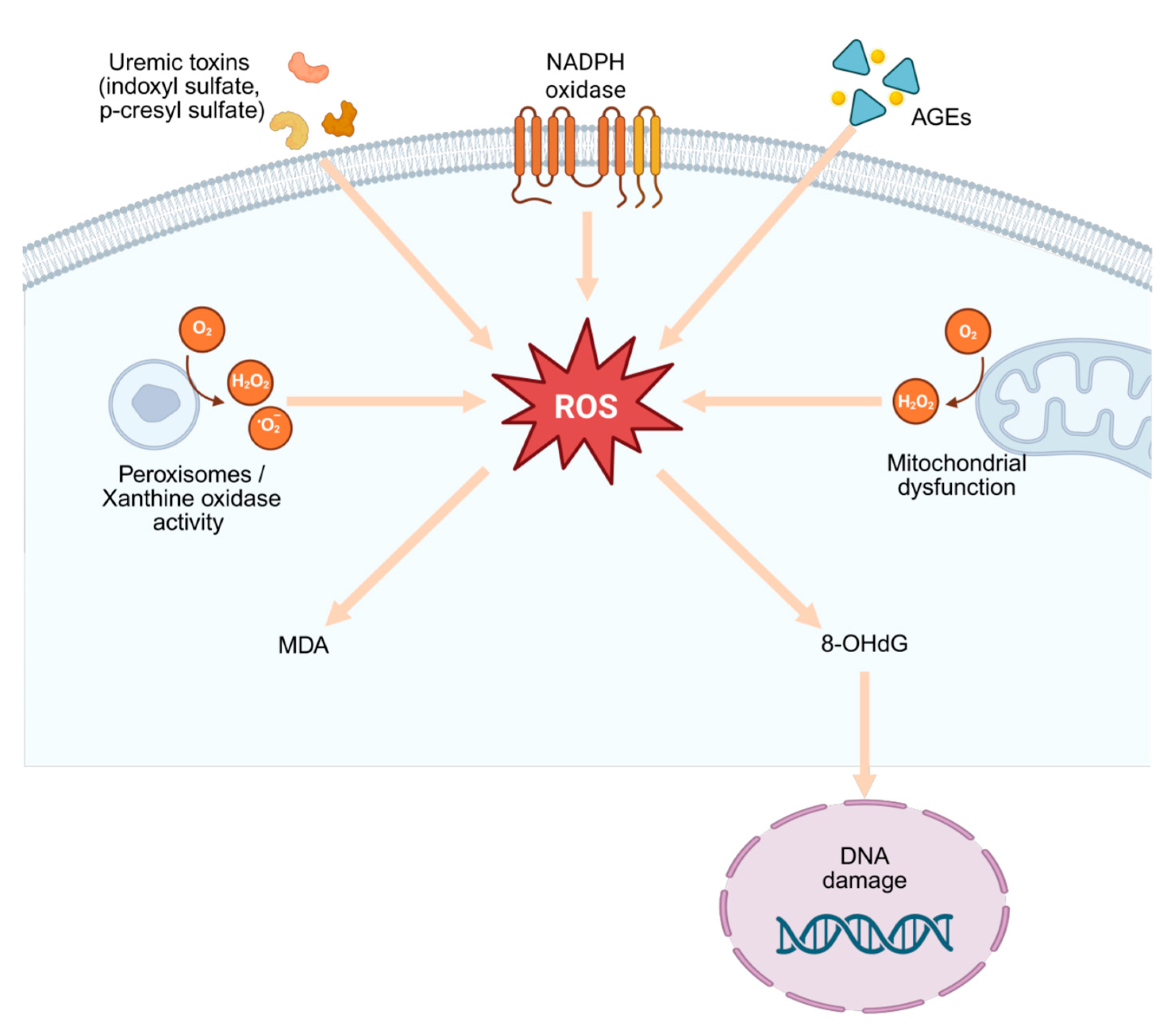Antioxidants 14 01259 g002 Antioxidants 14 01259 g002