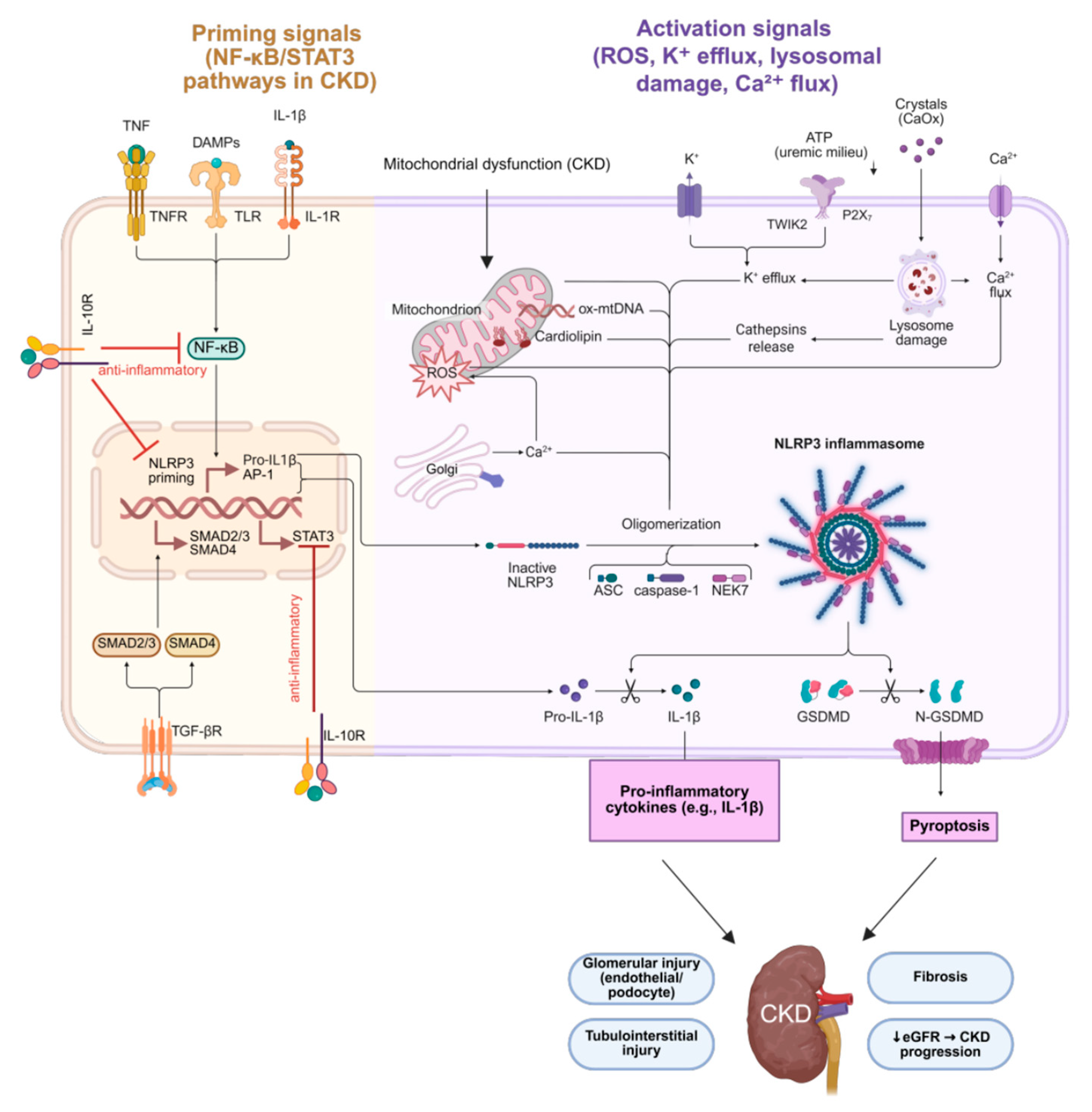 Antioxidants 14 01259 g003 Antioxidants 14 01259 g003