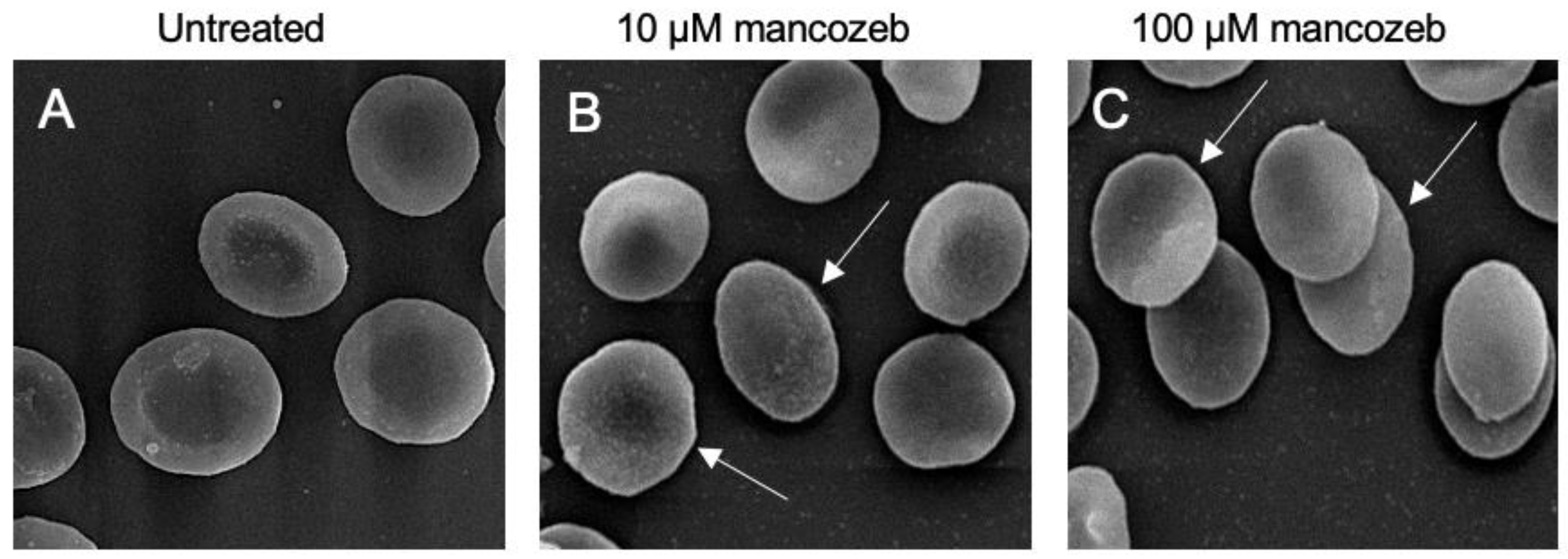 Antioxidants 14 01274 g001
