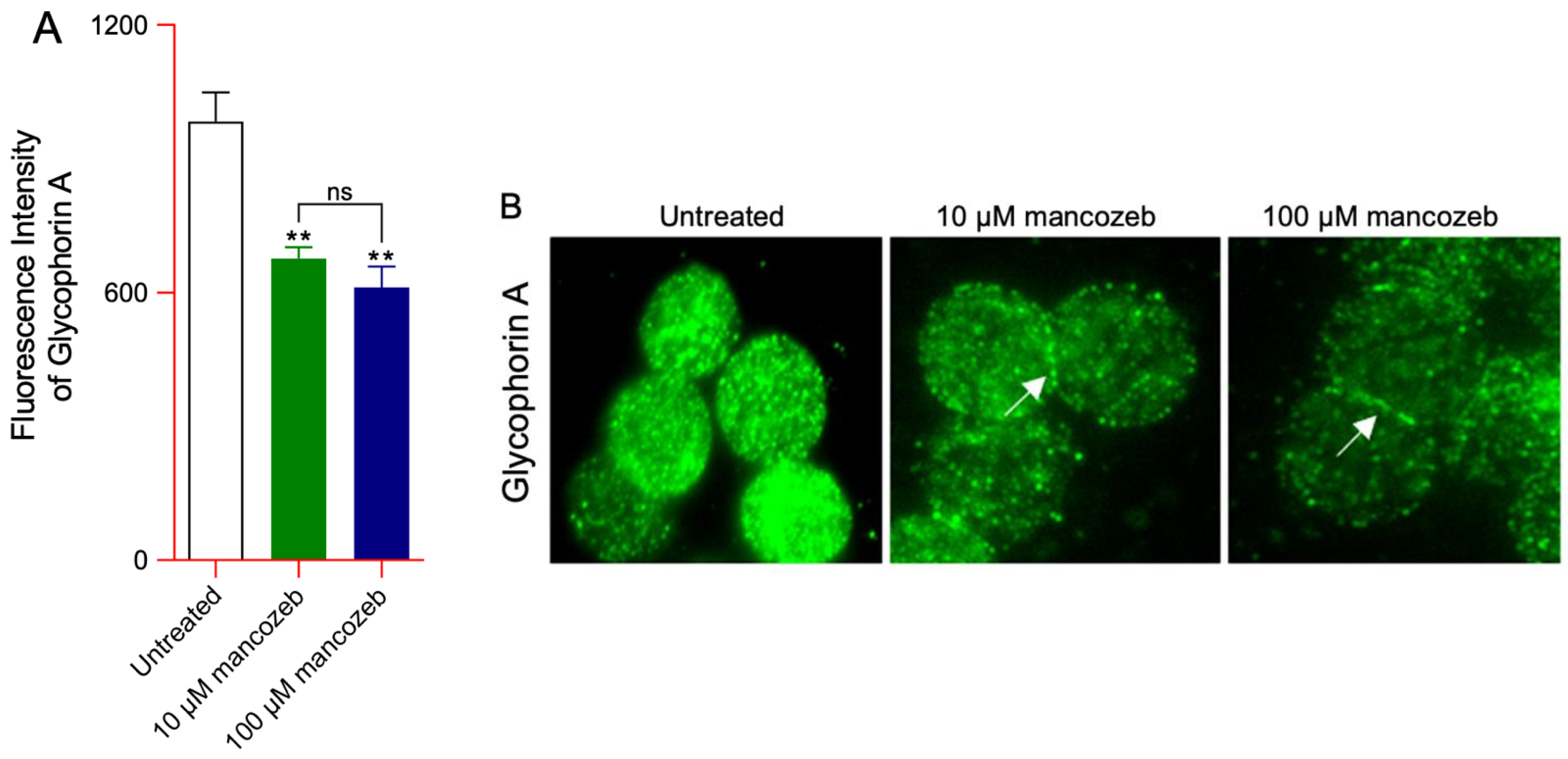Antioxidants 14 01274 g003