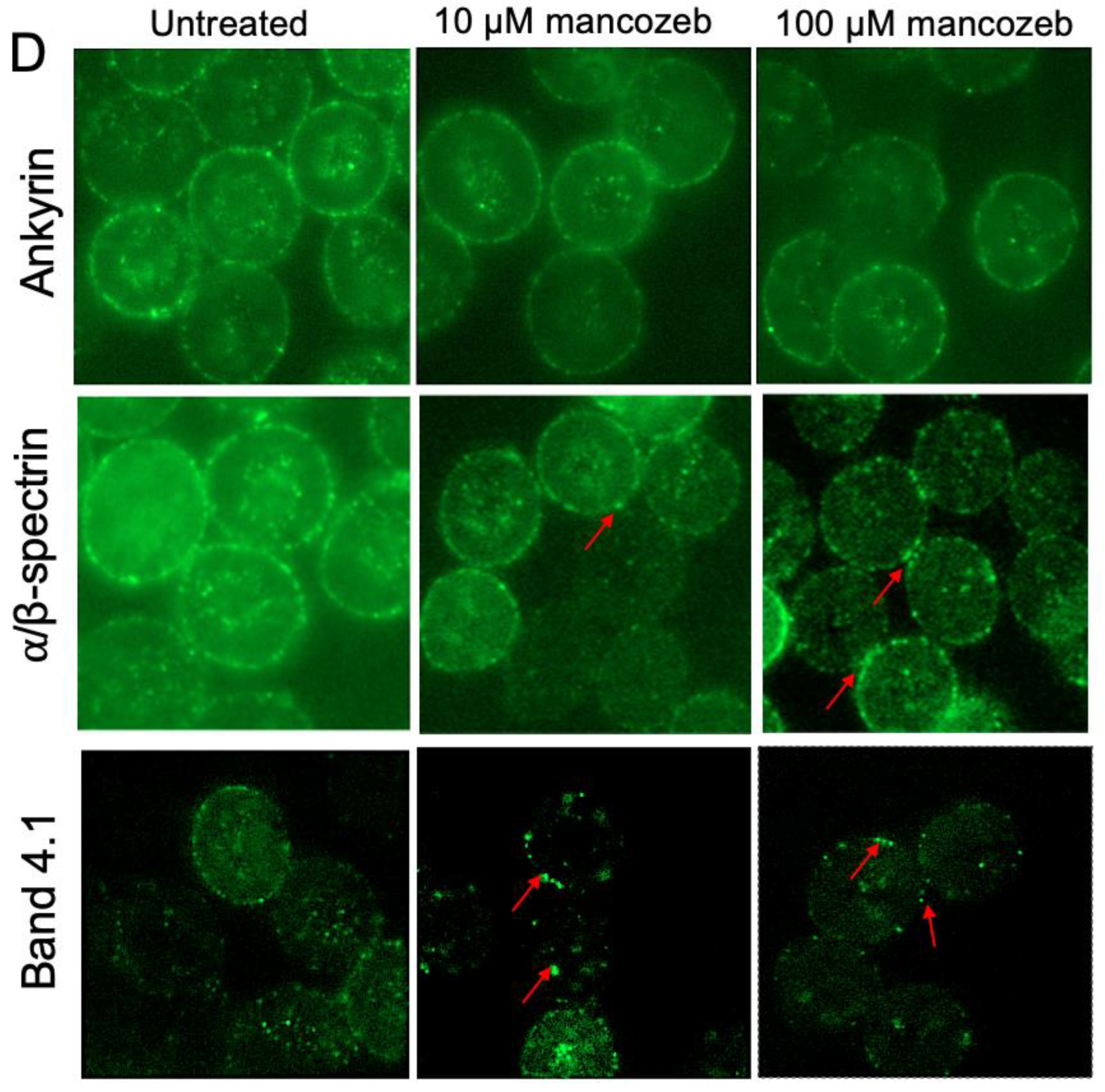 Antioxidants 14 01274 g013b