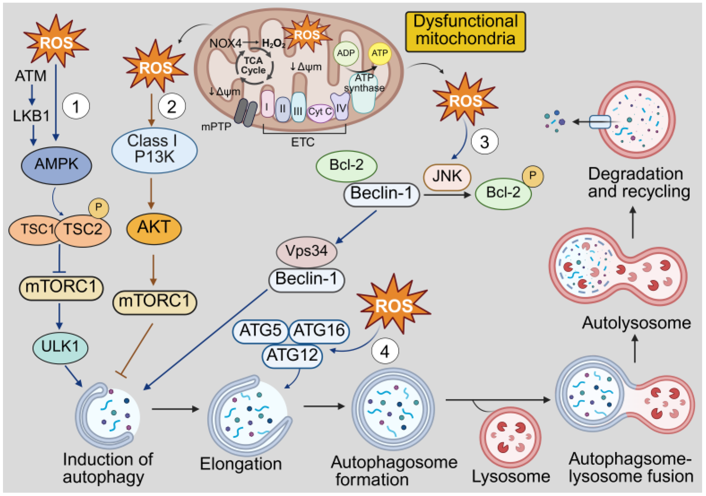 Antioxidants 14 01278 g003