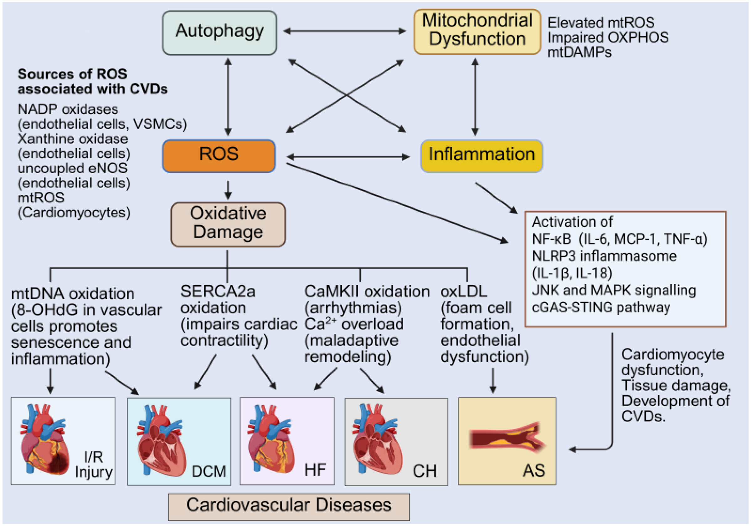 Antioxidants 14 01278 g004