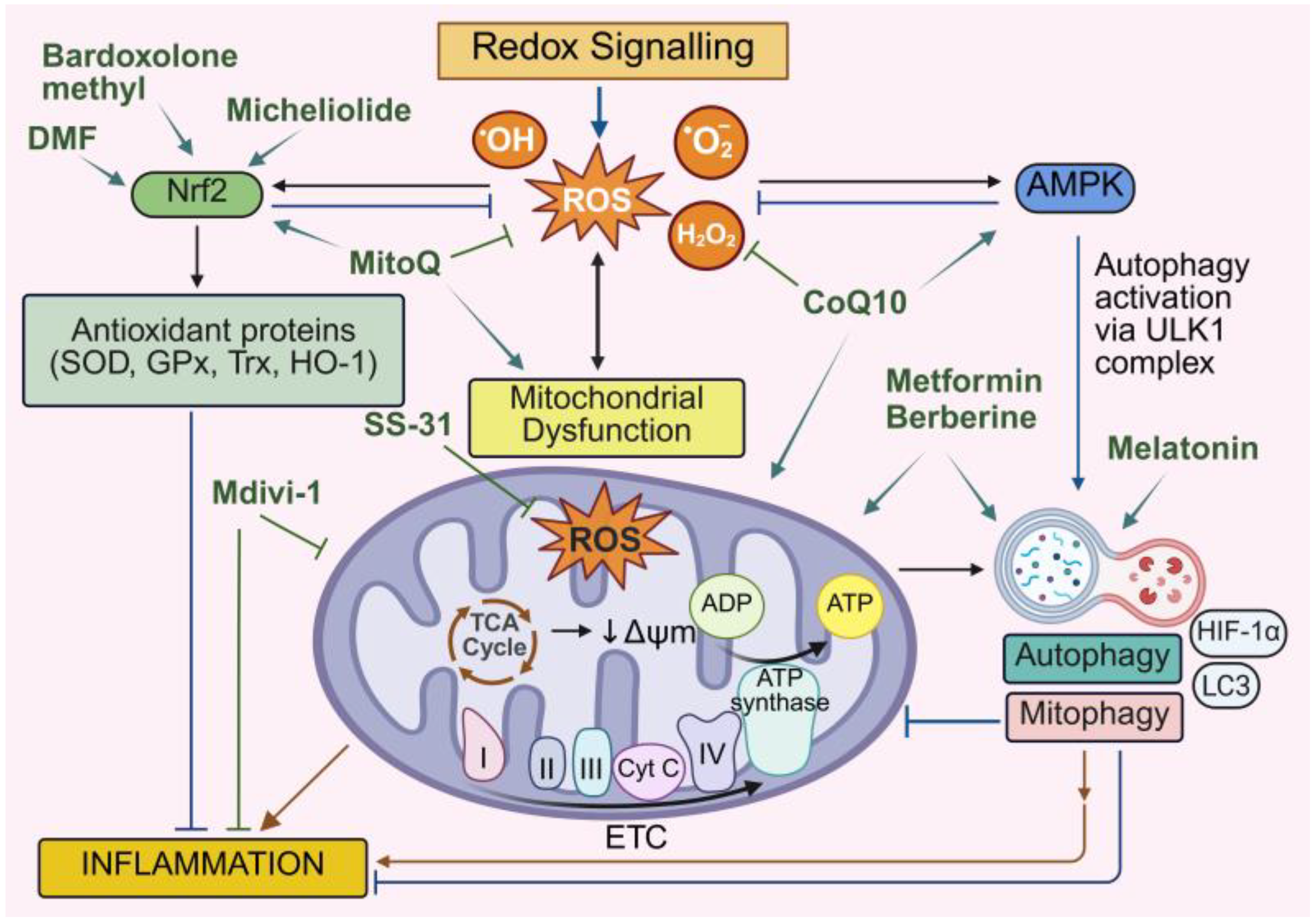 Antioxidants 14 01278 g005