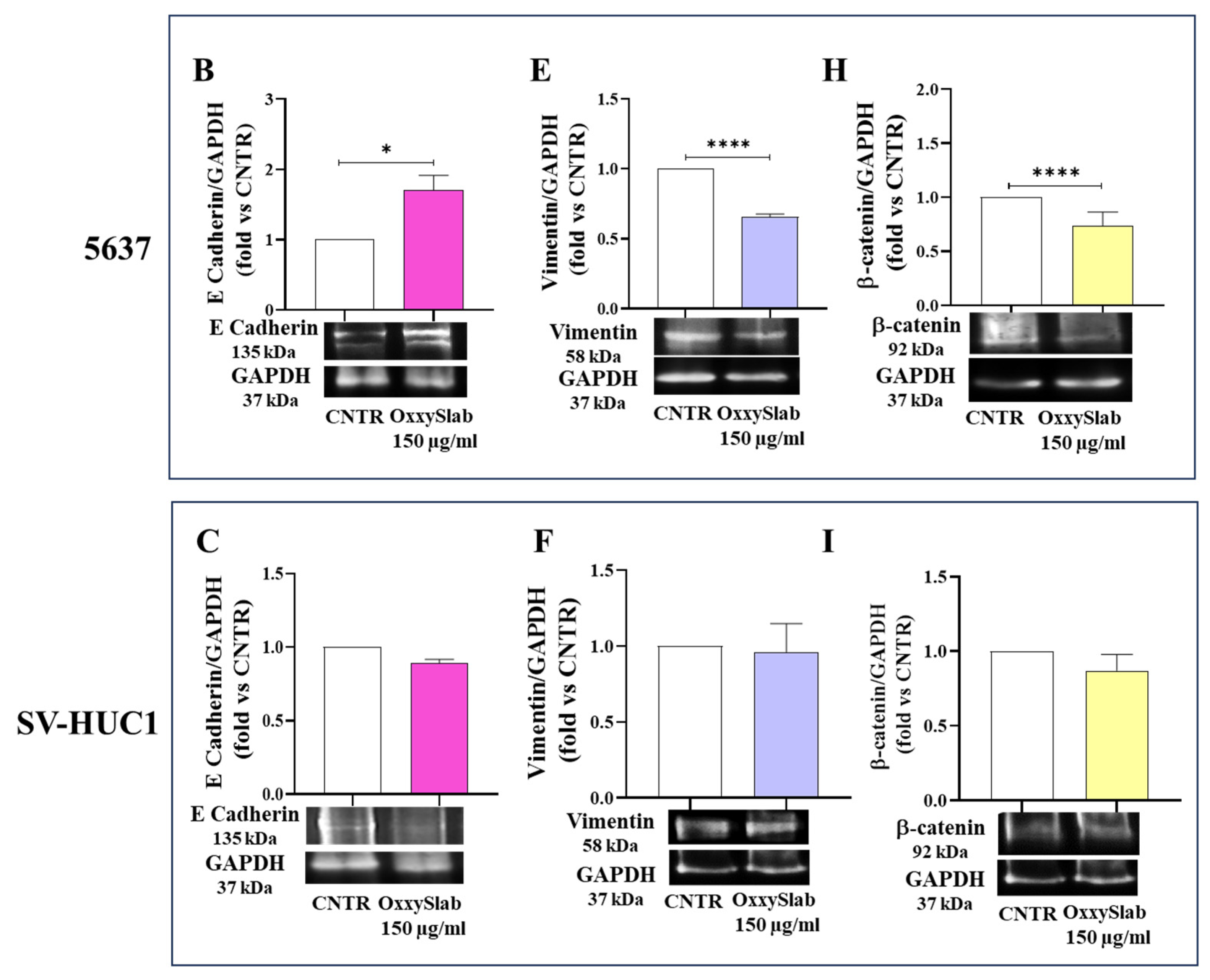 Antioxidants 14 01282 g003b