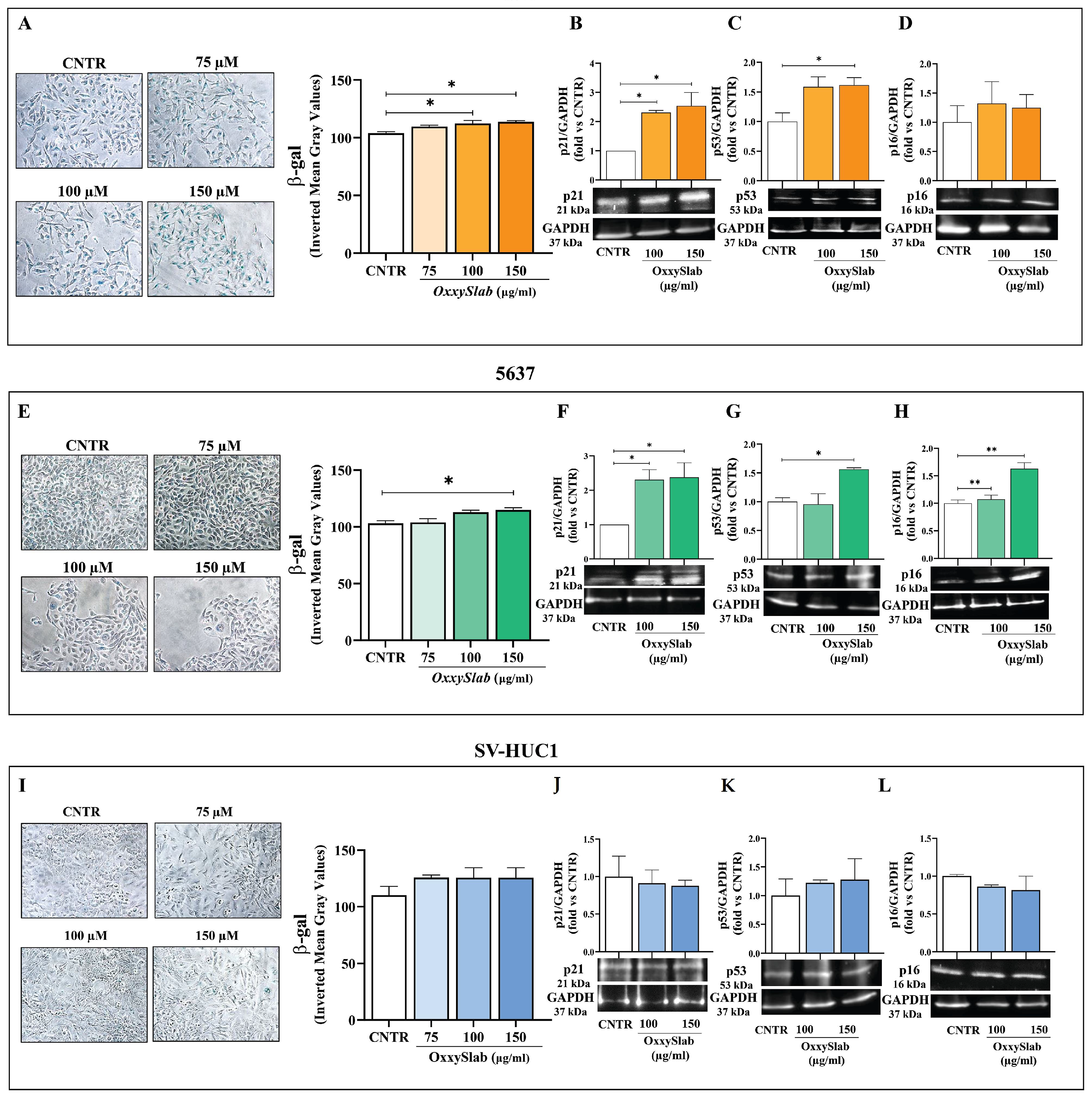 Antioxidants 14 01282 g005