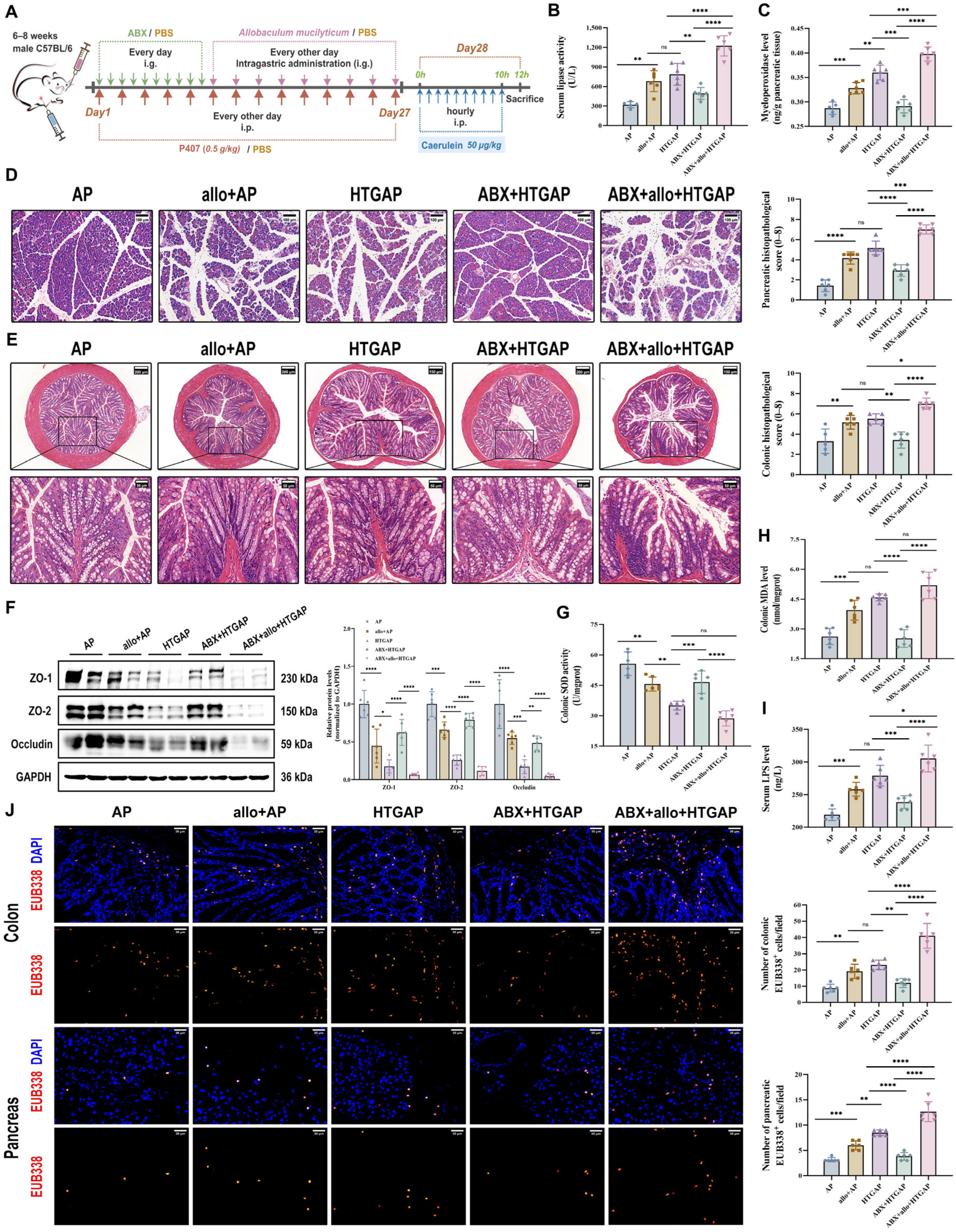 Antioxidants 14 01284 g005 Antioxidants 14 01284 g005